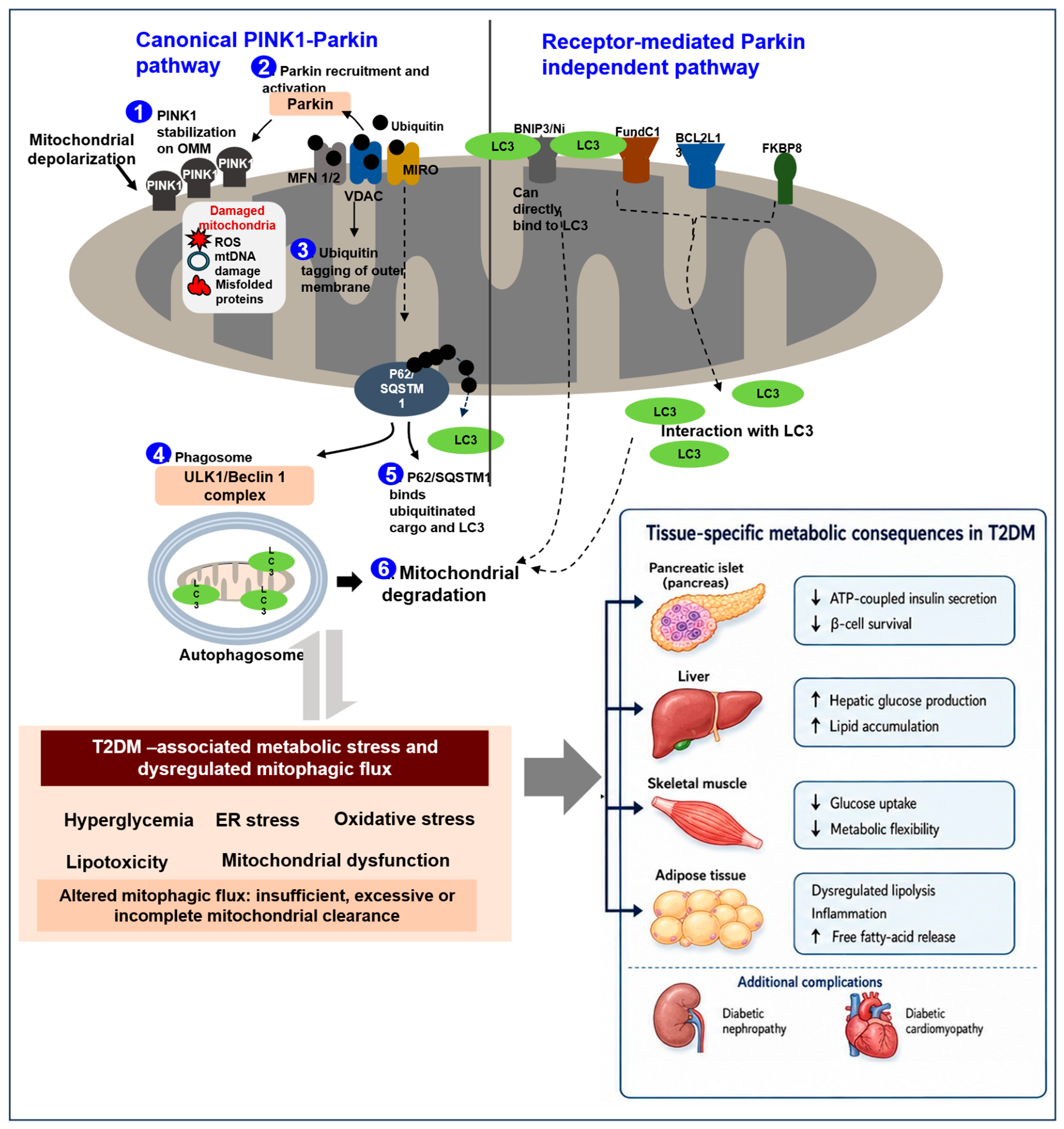 Biomedicines 14 01886 g001 Biomedicines 14 01886 g001