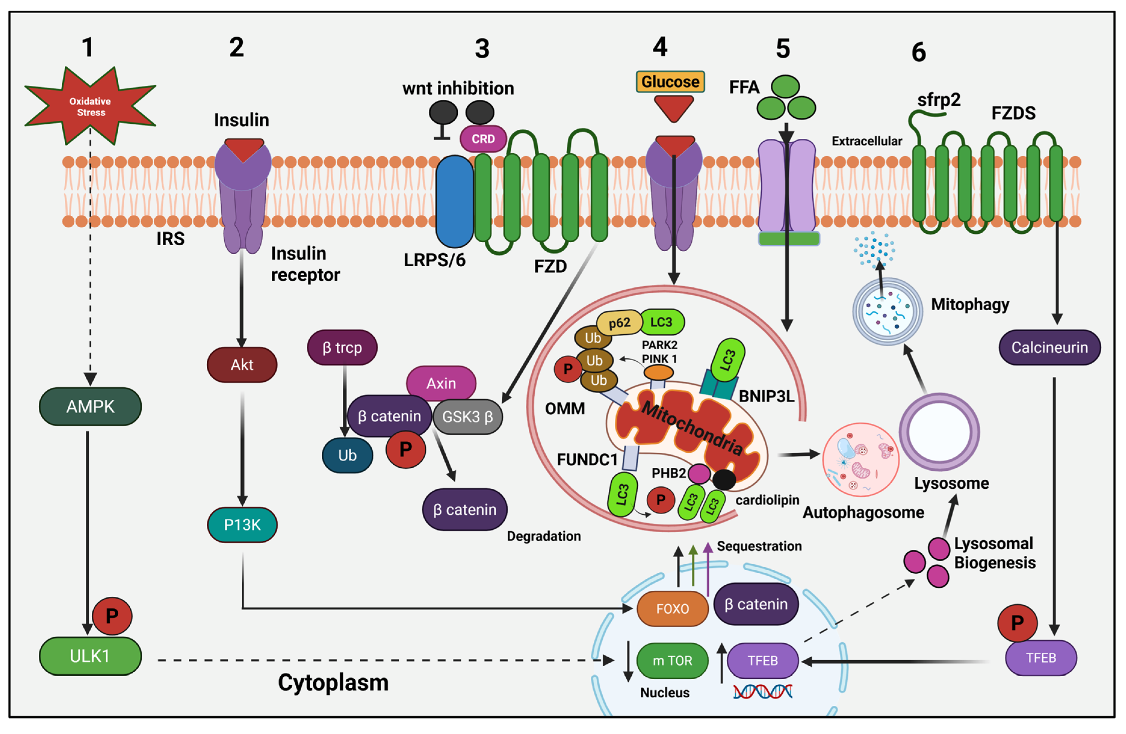 Biomedicines 14 01886 g002 Biomedicines 14 01886 g002