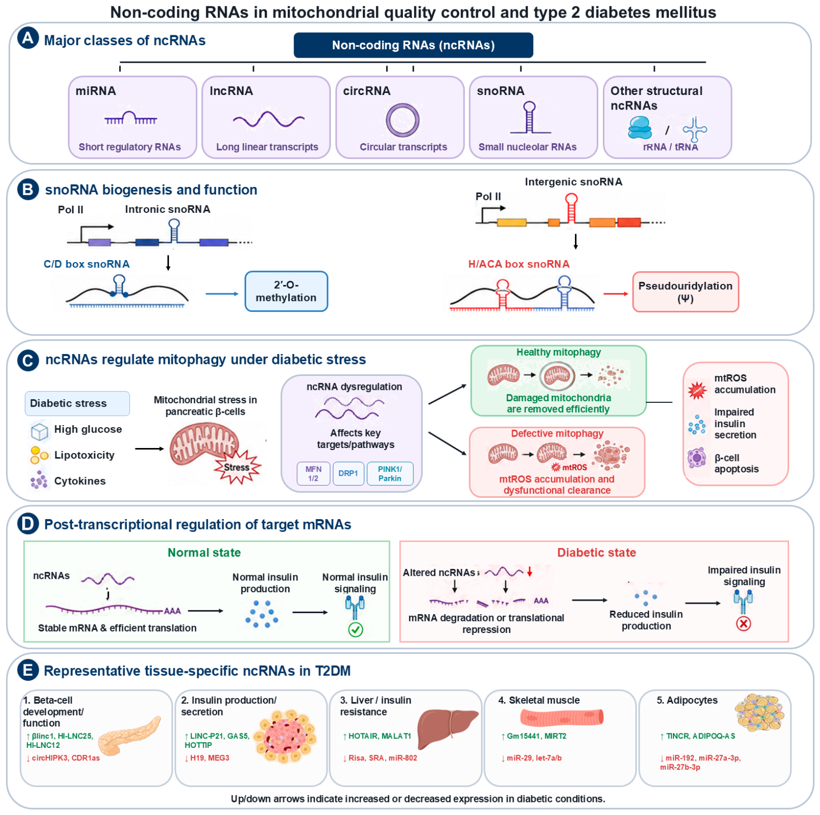 Biomedicines 14 01886 g003 Biomedicines 14 01886 g003