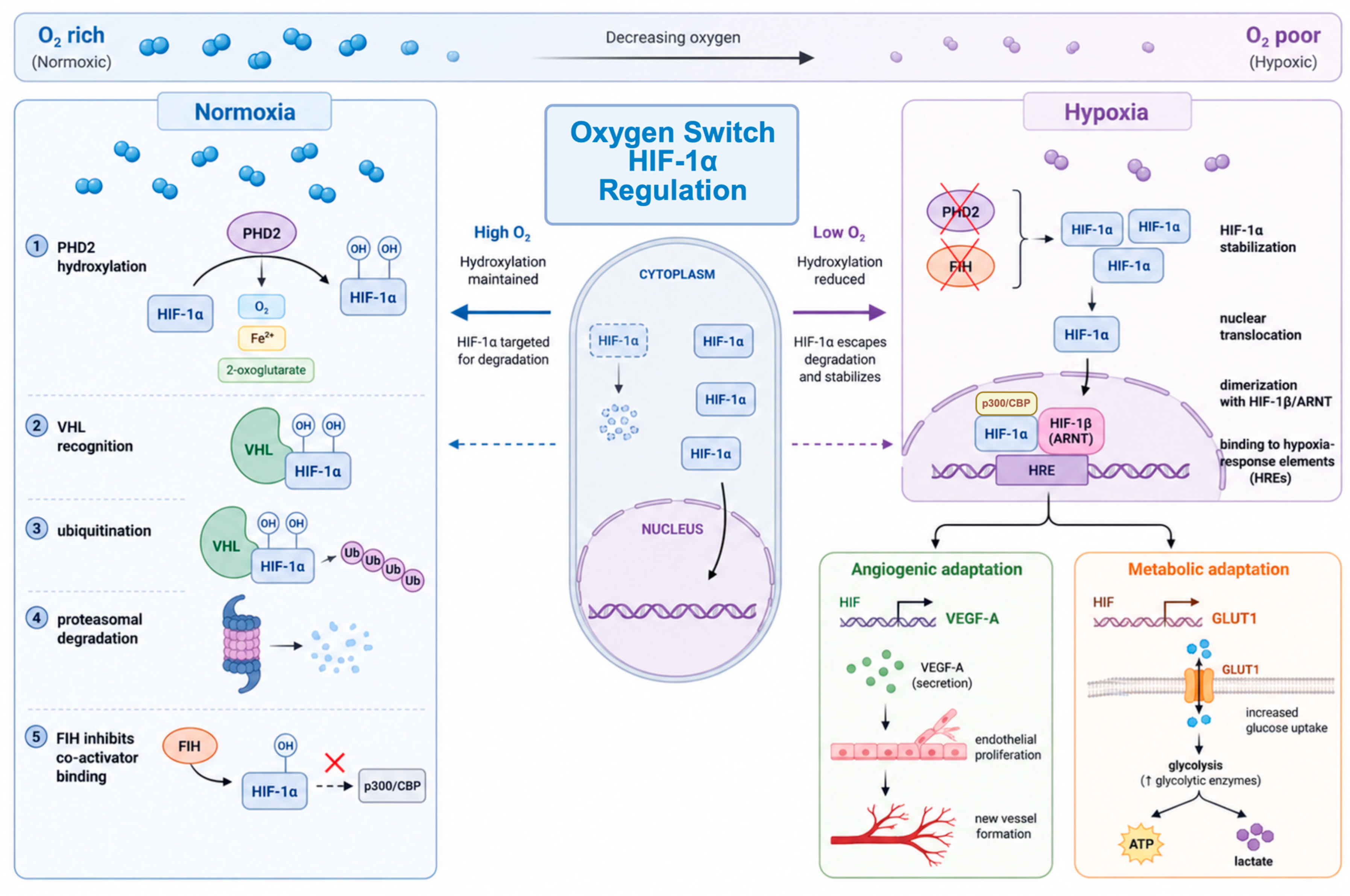 Biomedicines 14 02103 g002 Biomedicines 14 02103 g002