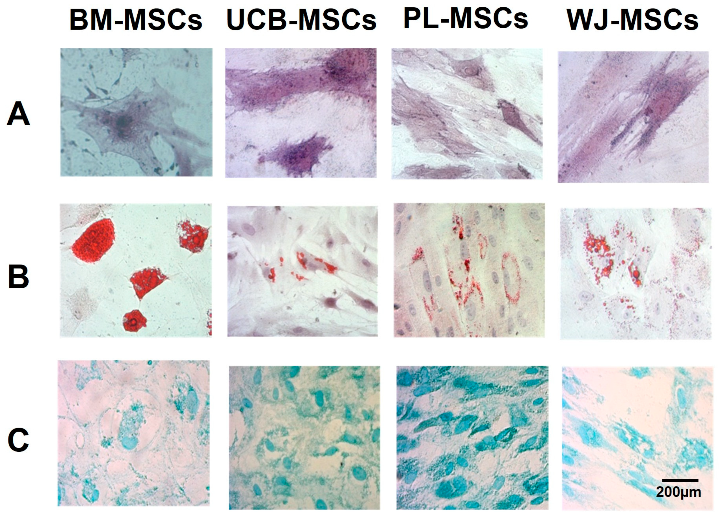 Biomedicines 14 02124 g001 Biomedicines 14 02124 g001