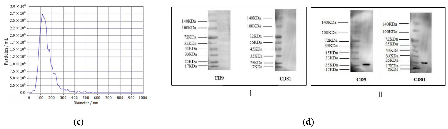 Biomedicines 14 02201 g001b Biomedicines 14 02201 g001b