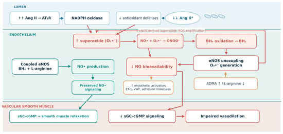 Prehypertension and Endothelial Dysfunction: The Role of Oxidative Stress