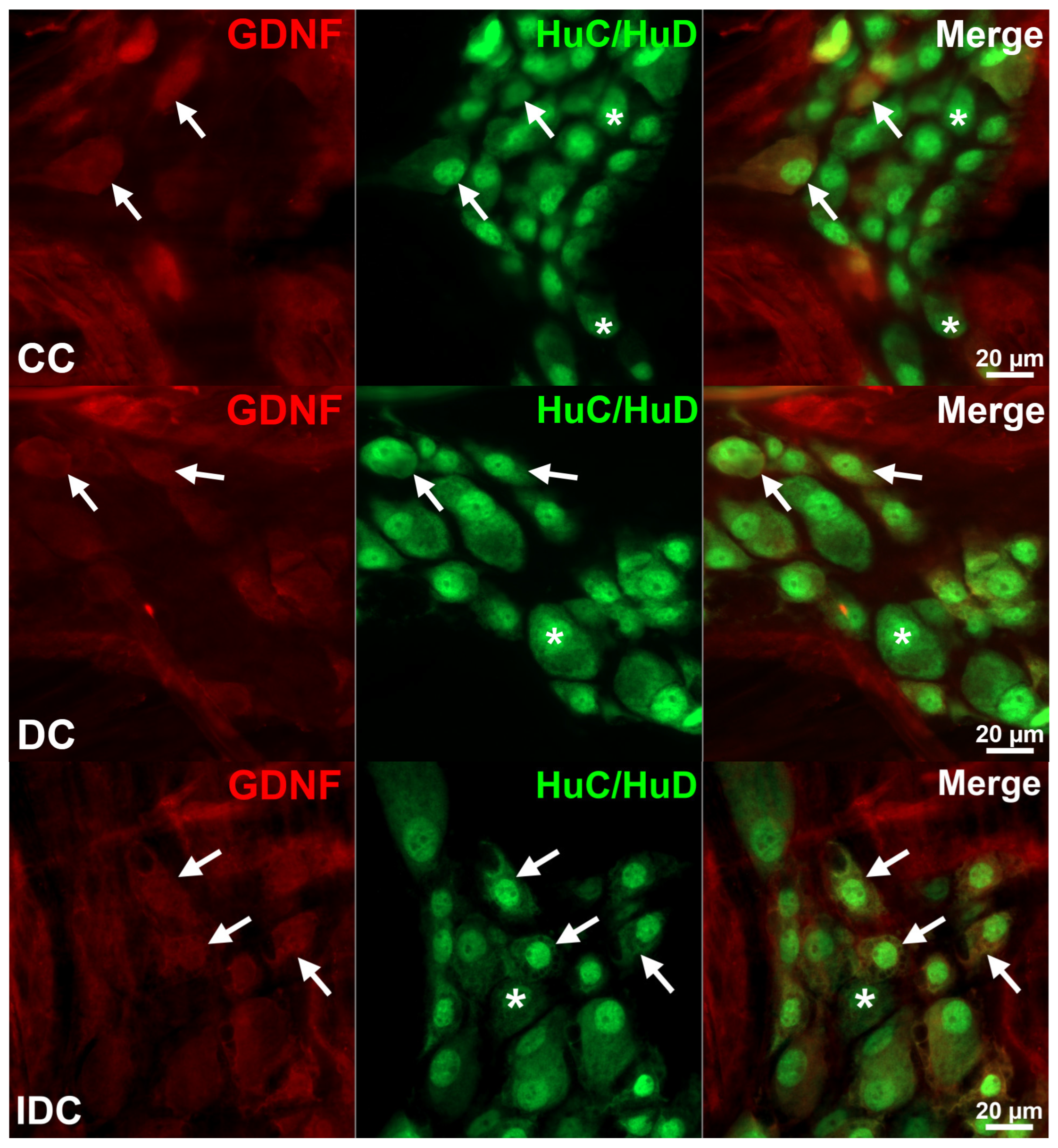 Biomedicines 14 02249 g005