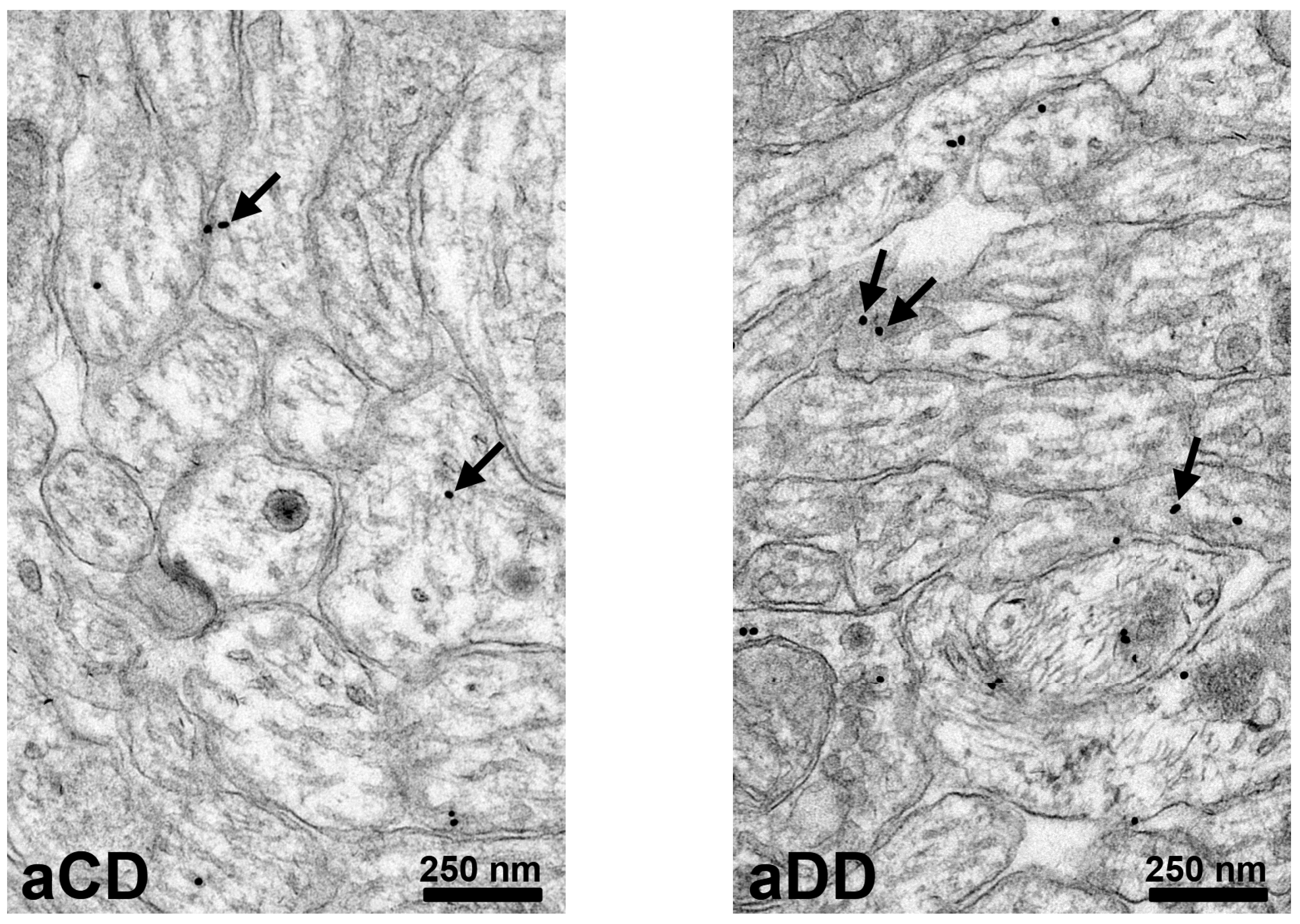 Biomedicines 14 02249 g008