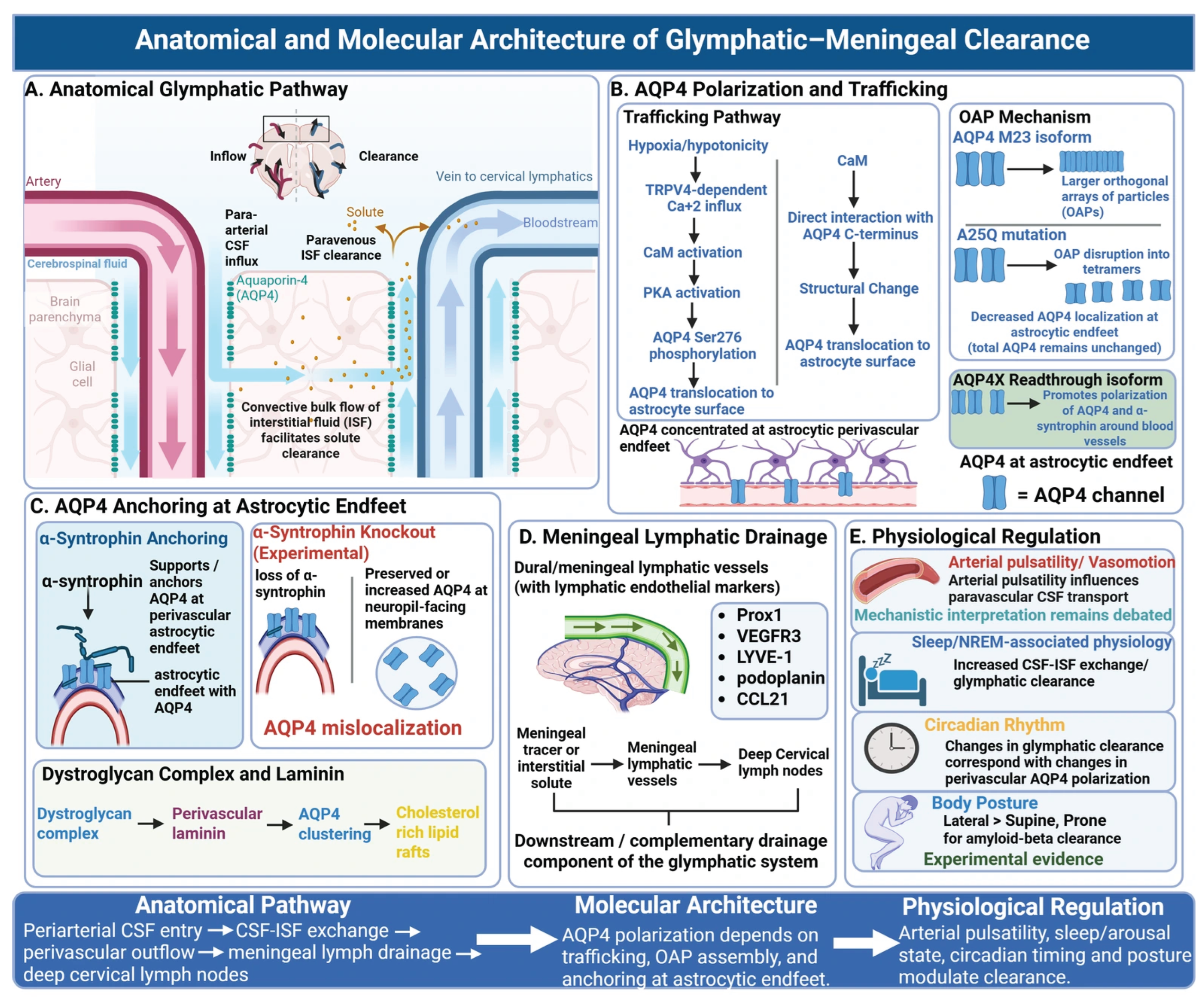 Biomedicines 14 02314 g001 Biomedicines 14 02314 g001