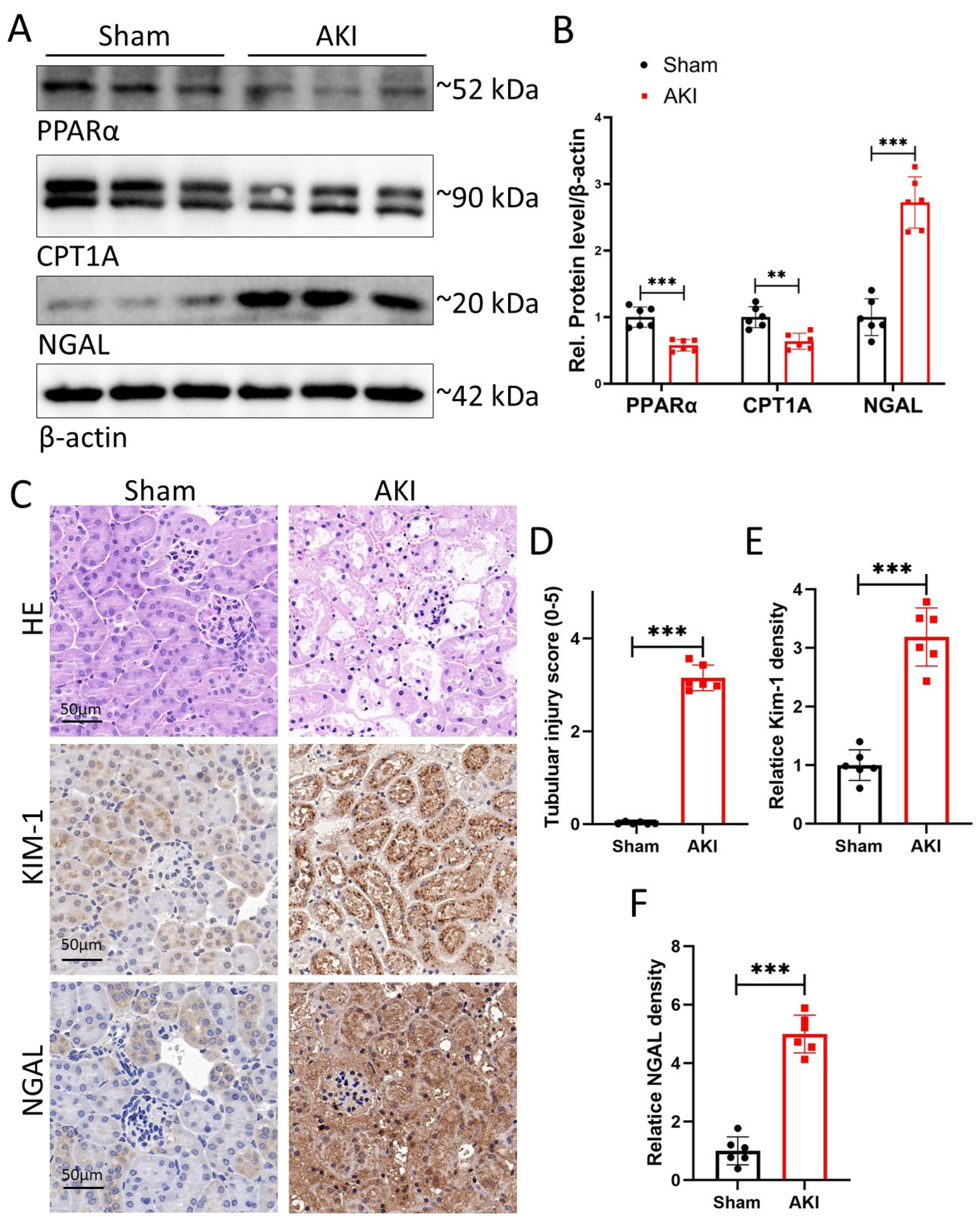 Biomedicines 14 02317 g006 Biomedicines 14 02317 g006