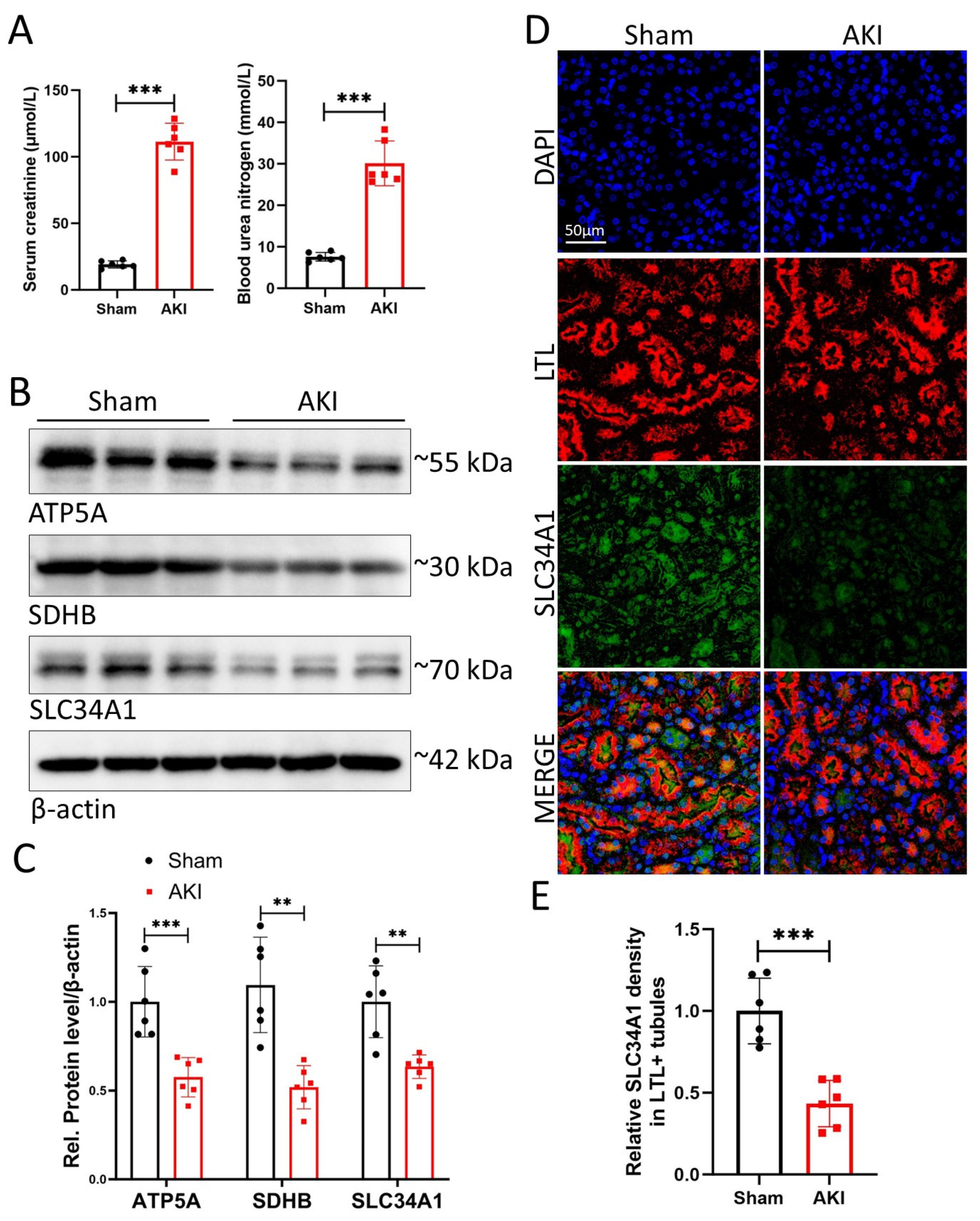Biomedicines 14 02317 g007 Biomedicines 14 02317 g007