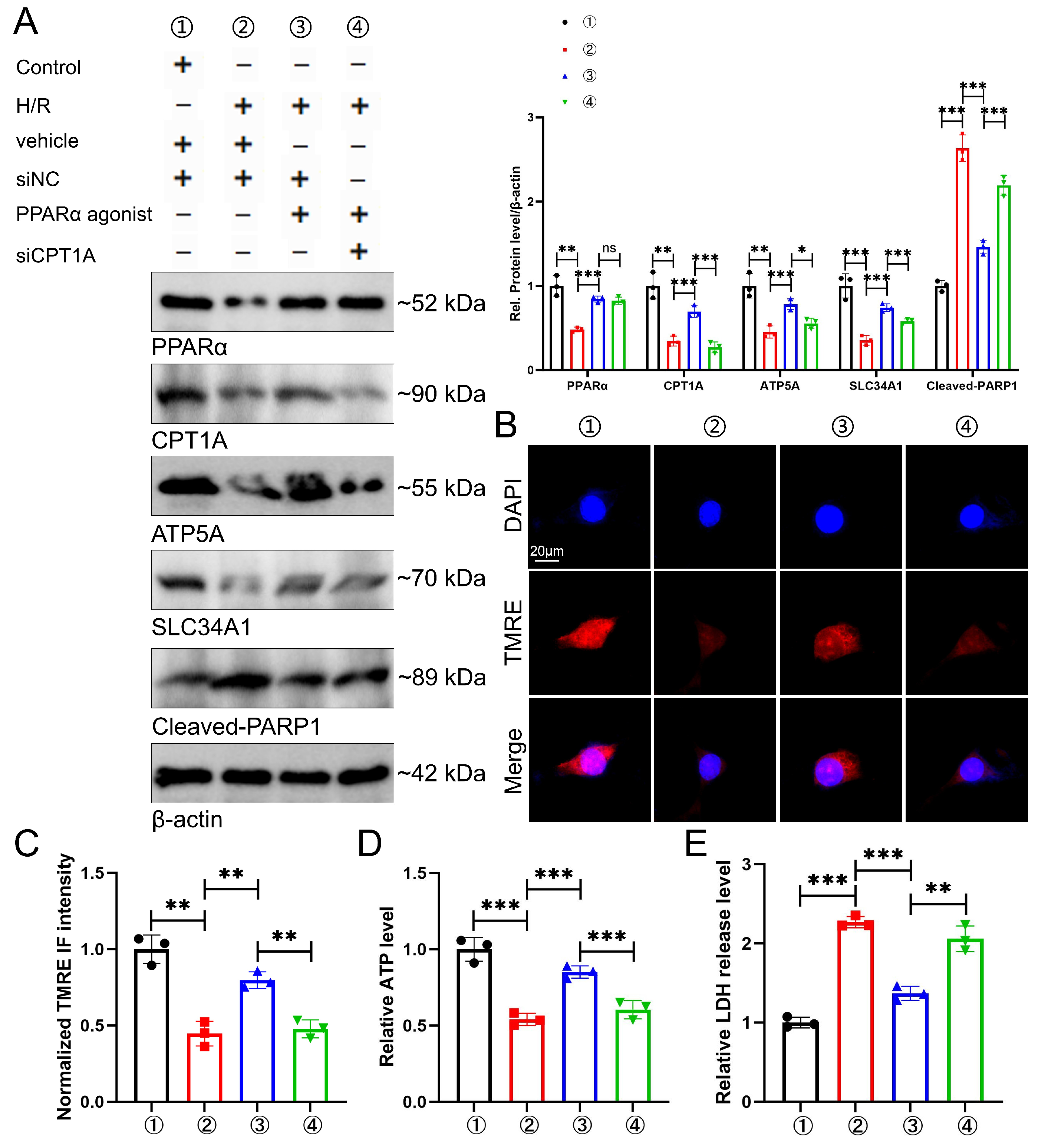 Biomedicines 14 02317 g009 Biomedicines 14 02317 g009