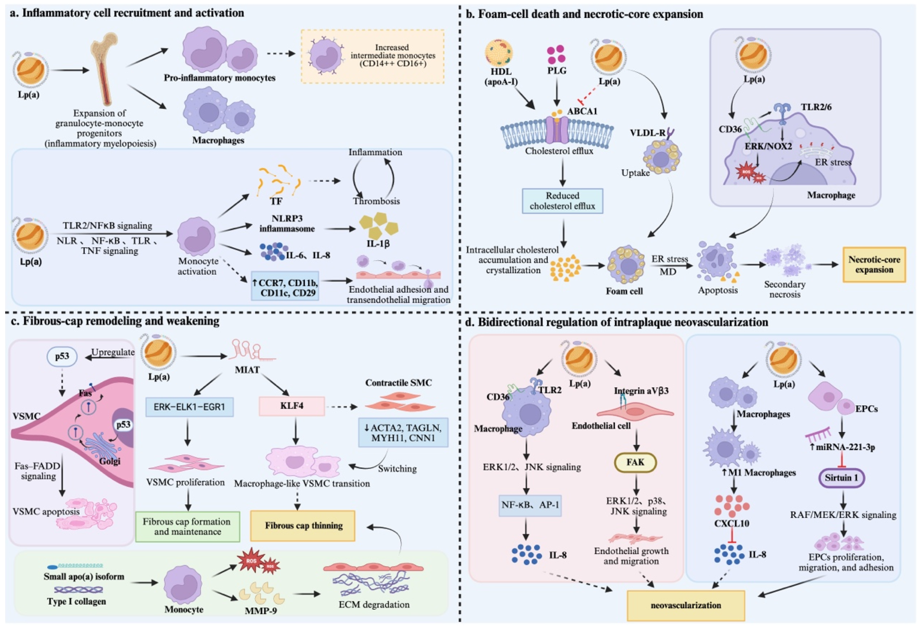 Biomedicines 14 02337 g002 Biomedicines 14 02337 g002