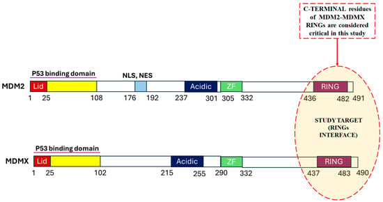 Acid On Computer Mouse Computational Analysis of the Homologous Mouse Double RINGs Interface ...