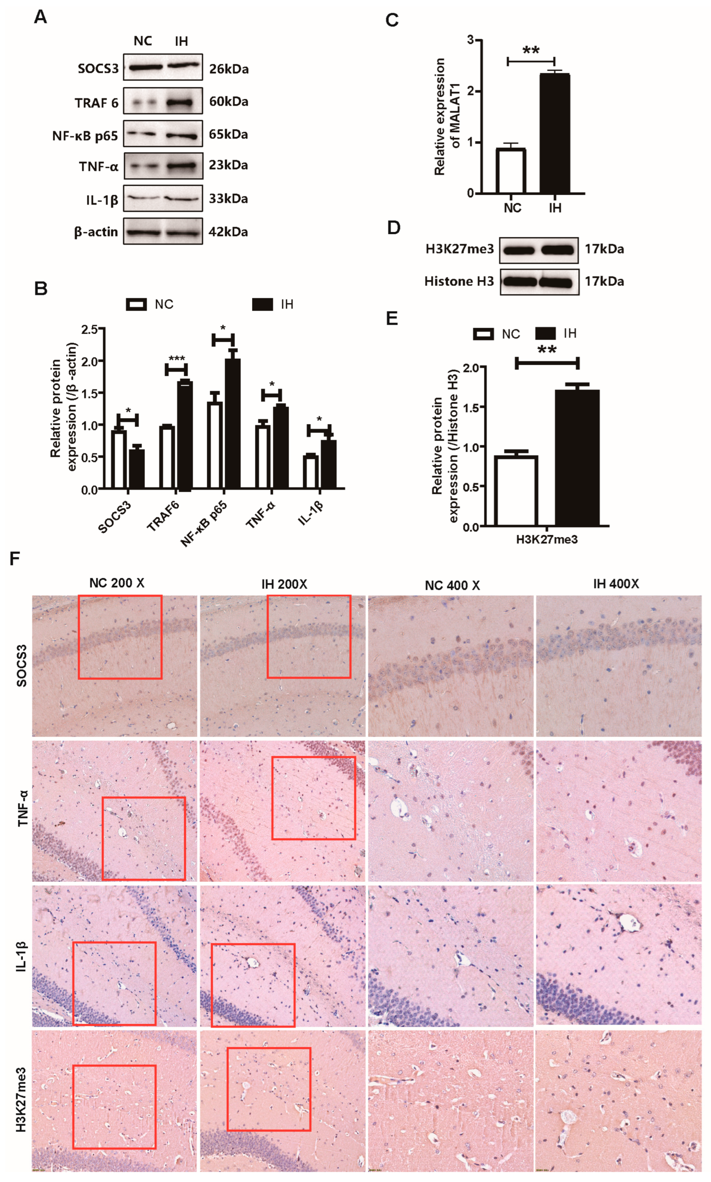 Biomedicines 14 02373 g002 Biomedicines 14 02373 g002