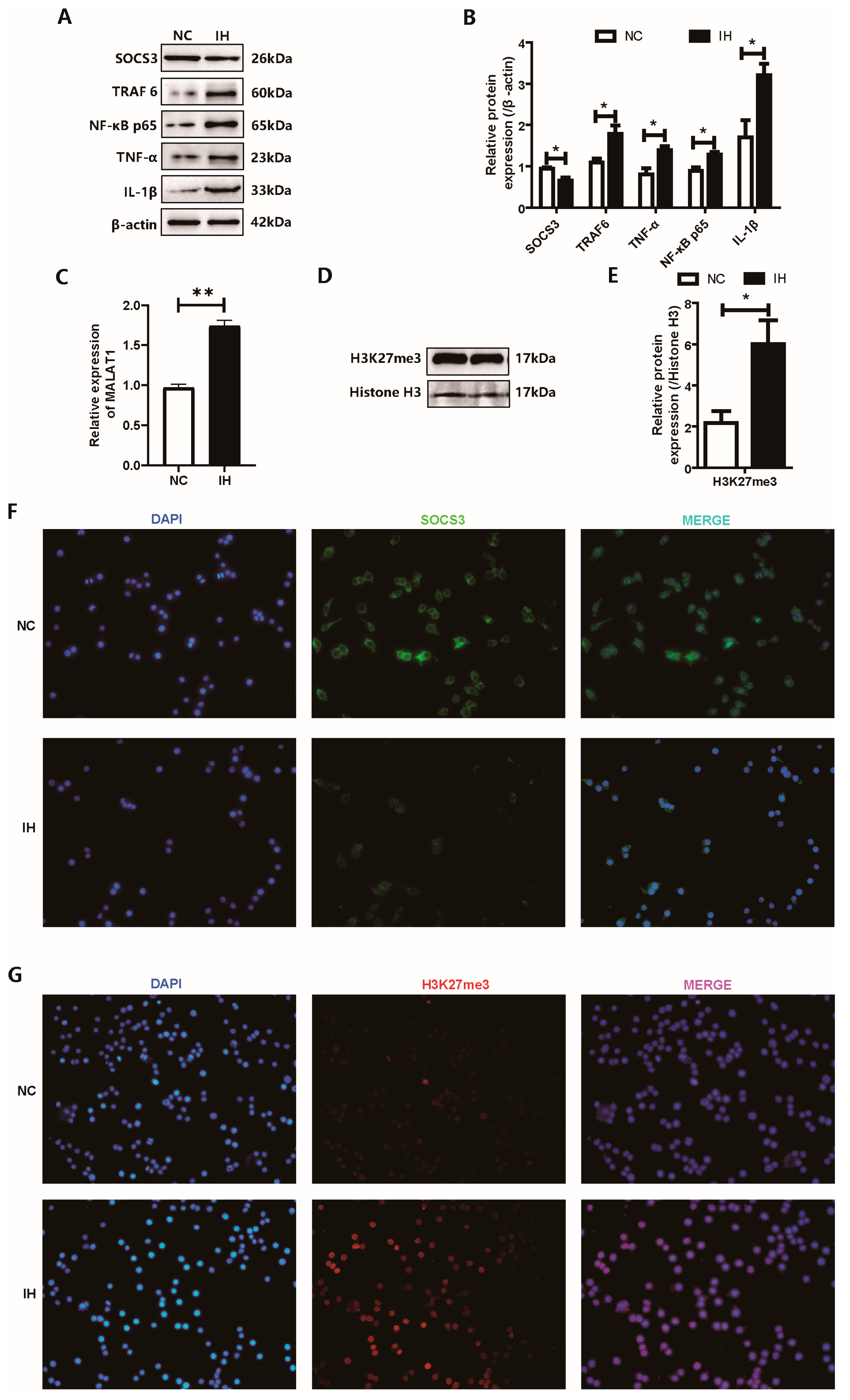Biomedicines 14 02373 g003 Biomedicines 14 02373 g003