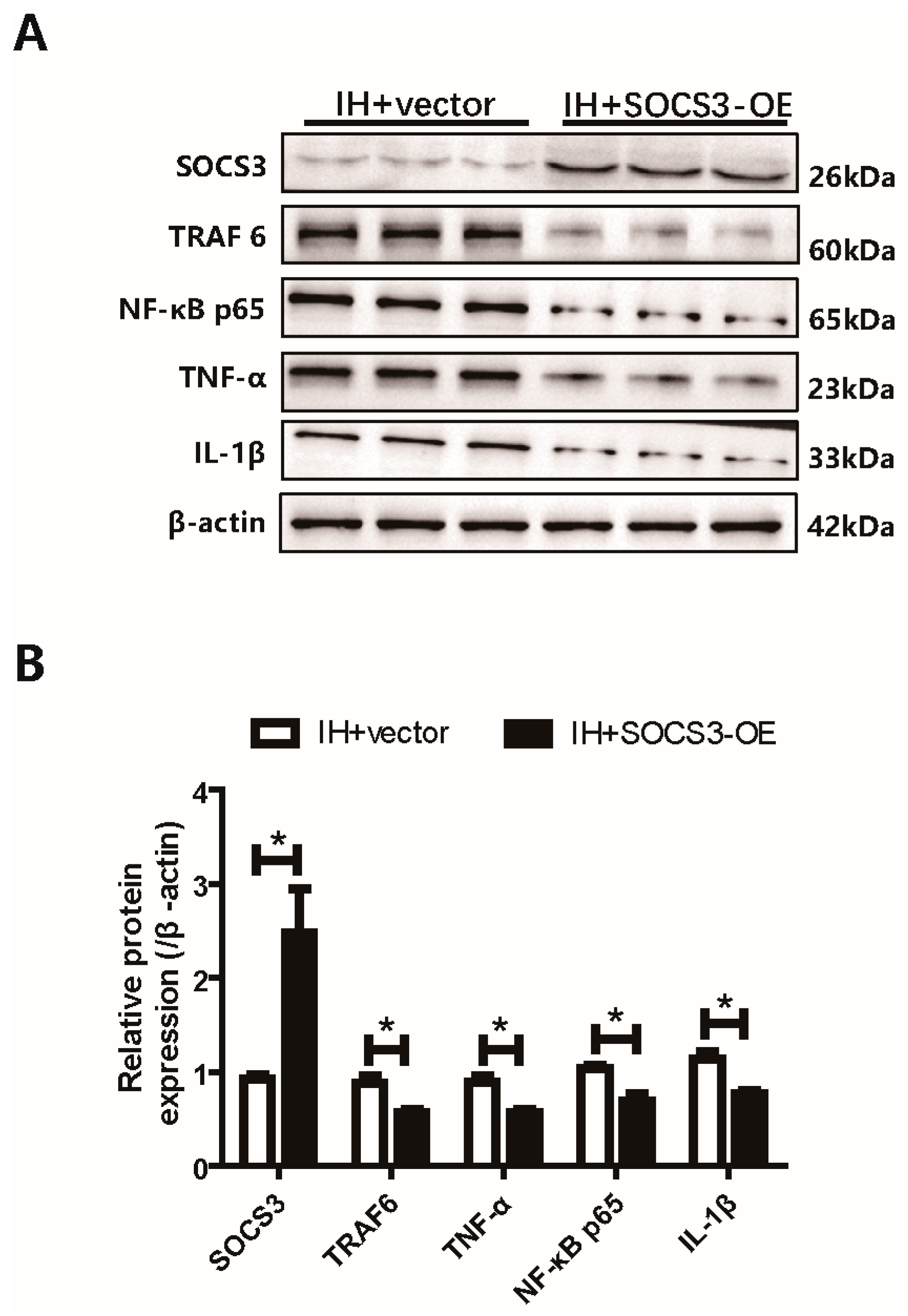 Biomedicines 14 02373 g004 Biomedicines 14 02373 g004