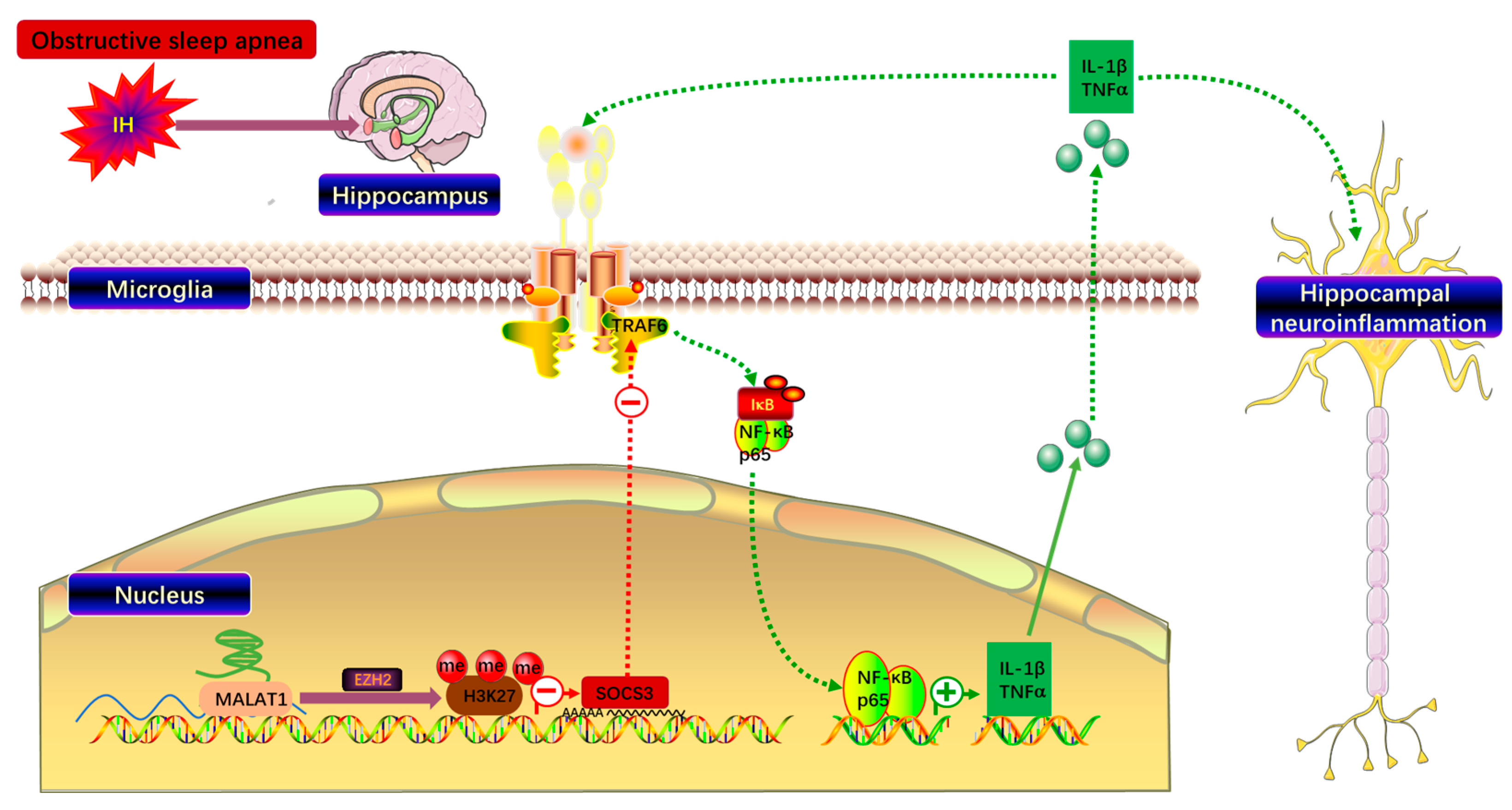 Biomedicines 14 02373 g006 Biomedicines 14 02373 g006