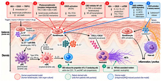 Biomedicines 14 02432 g001