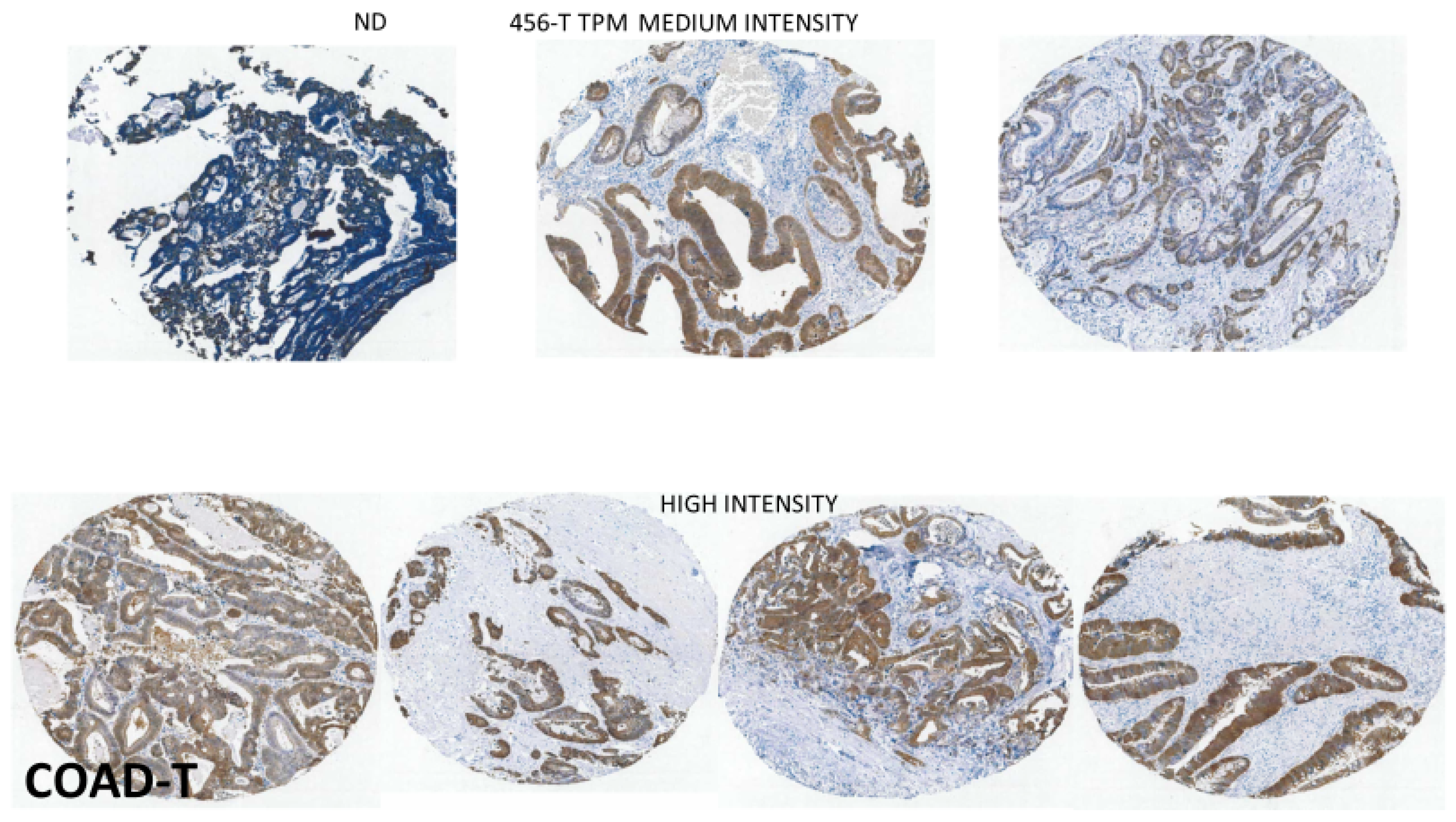 Biomedinformatics 03 00060 g007