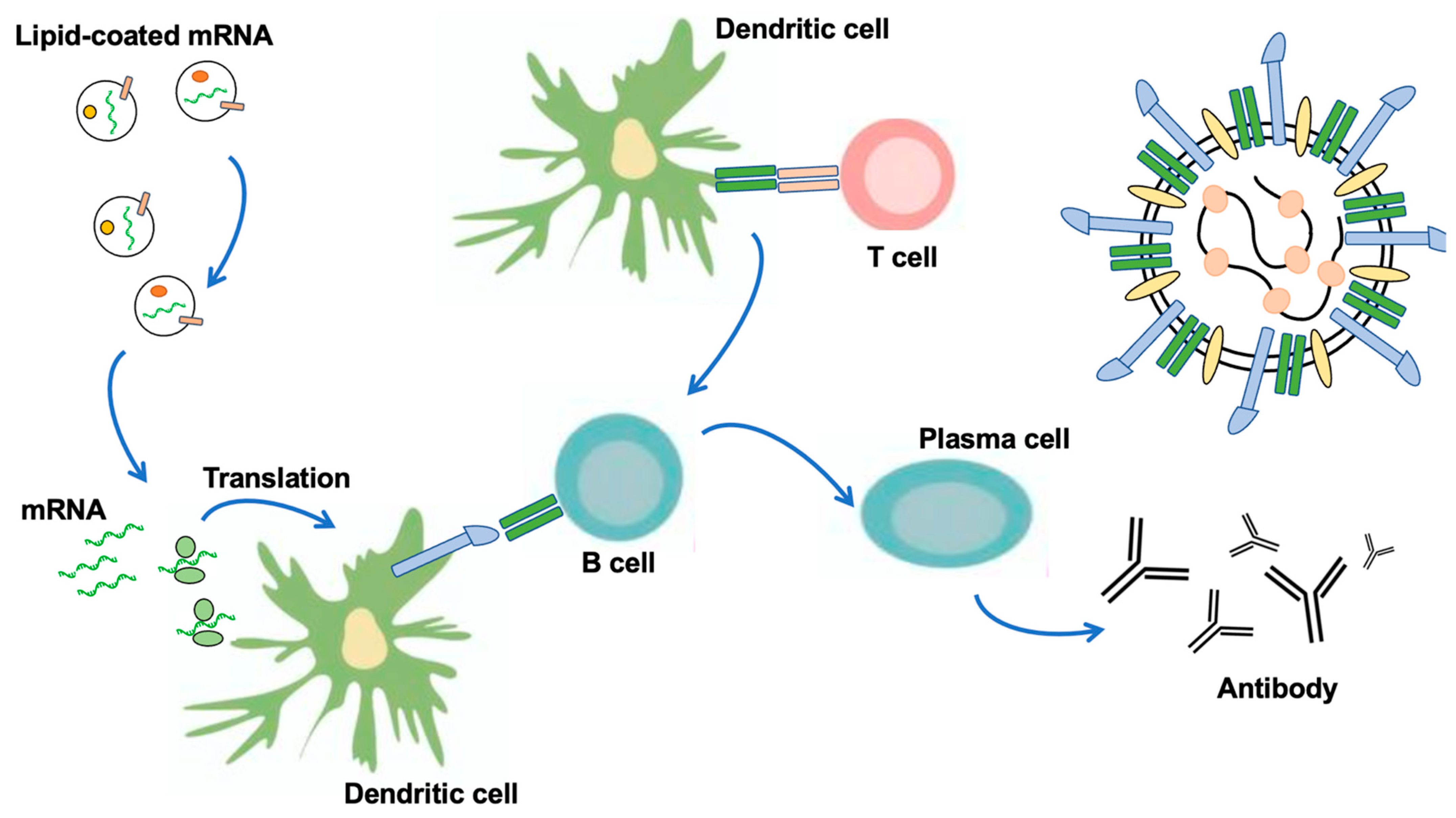Understanding the Molecular Actions of Spike Glycoprotein in SARS-CoV-2 ...