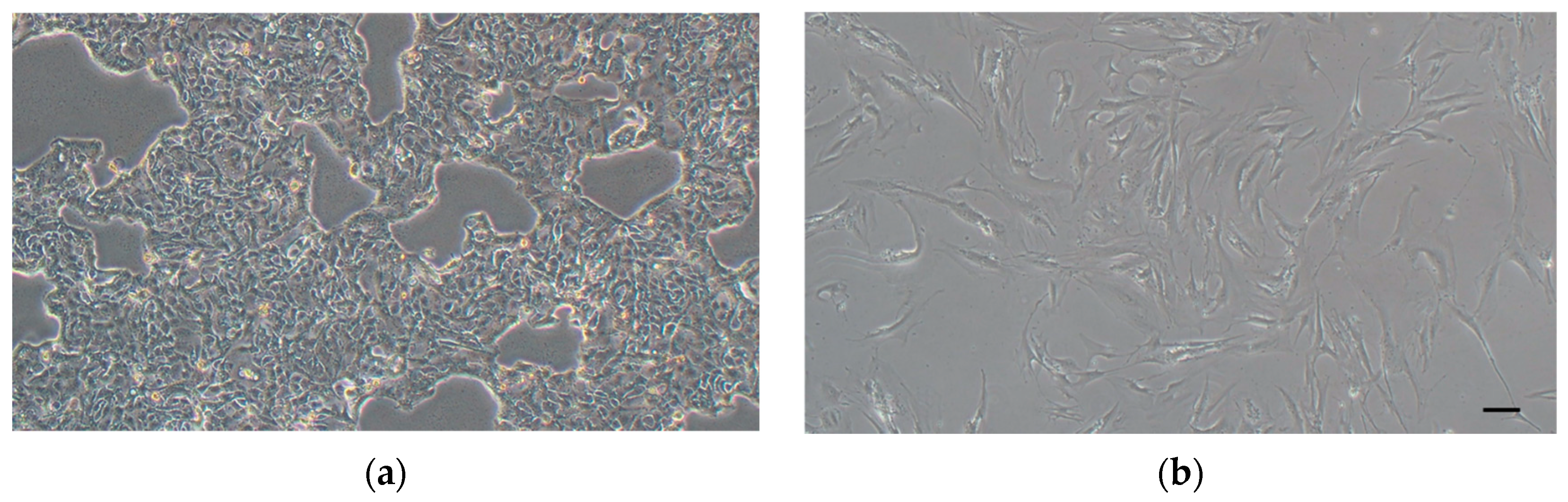 Biomedinformatics 05 00032 g004 Biomedinformatics 05 00032 g004