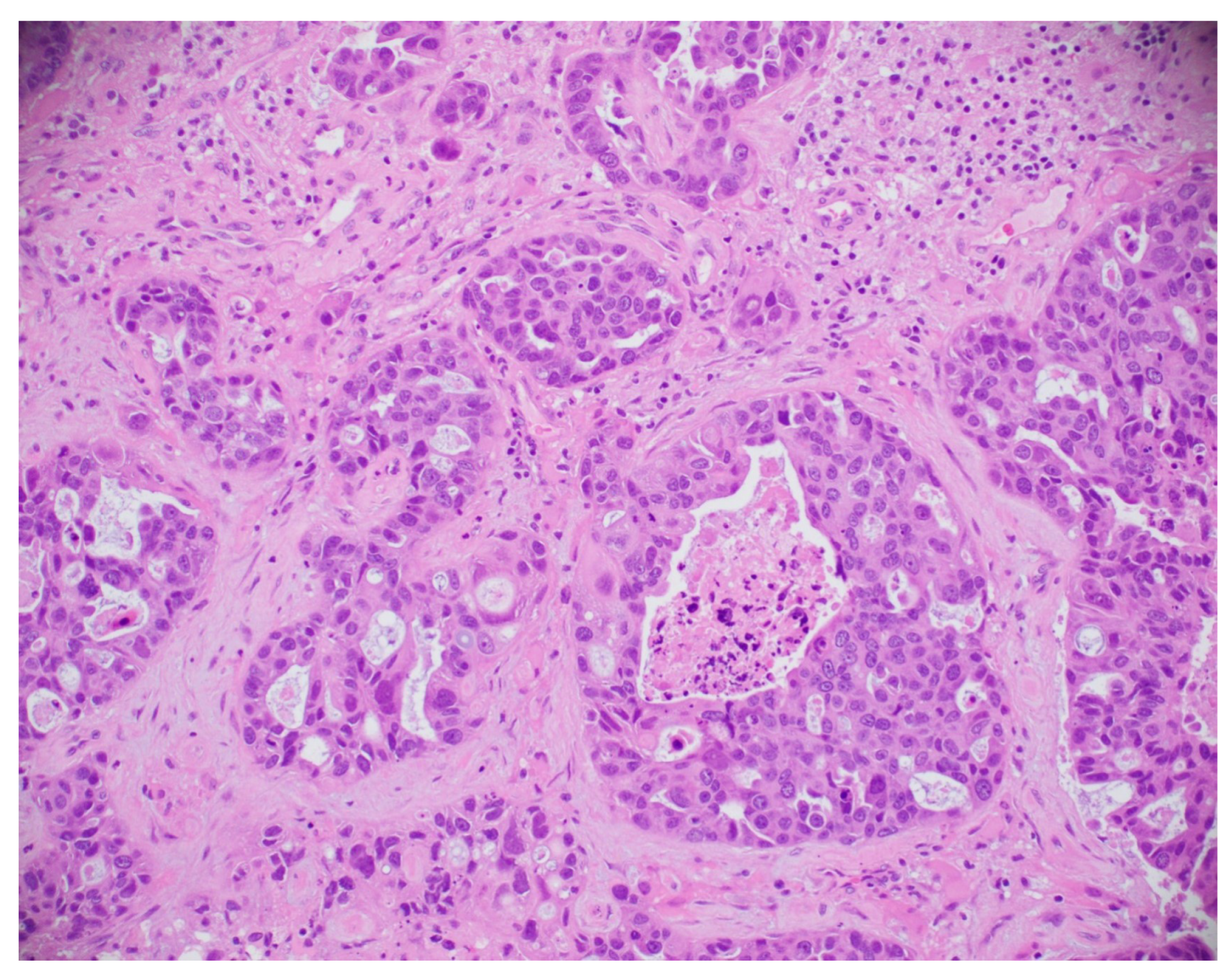 Biomedinformatics 05 00046 g021 Biomedinformatics 05 00046 g021