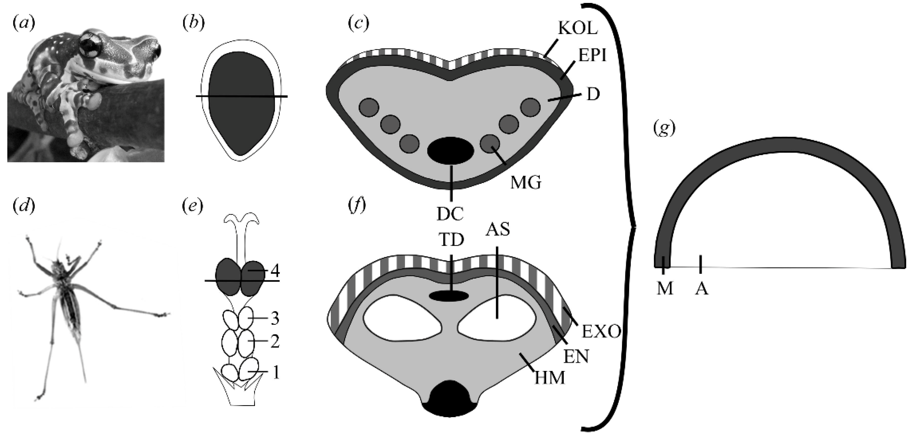 Biomimetics 01 00003 g001