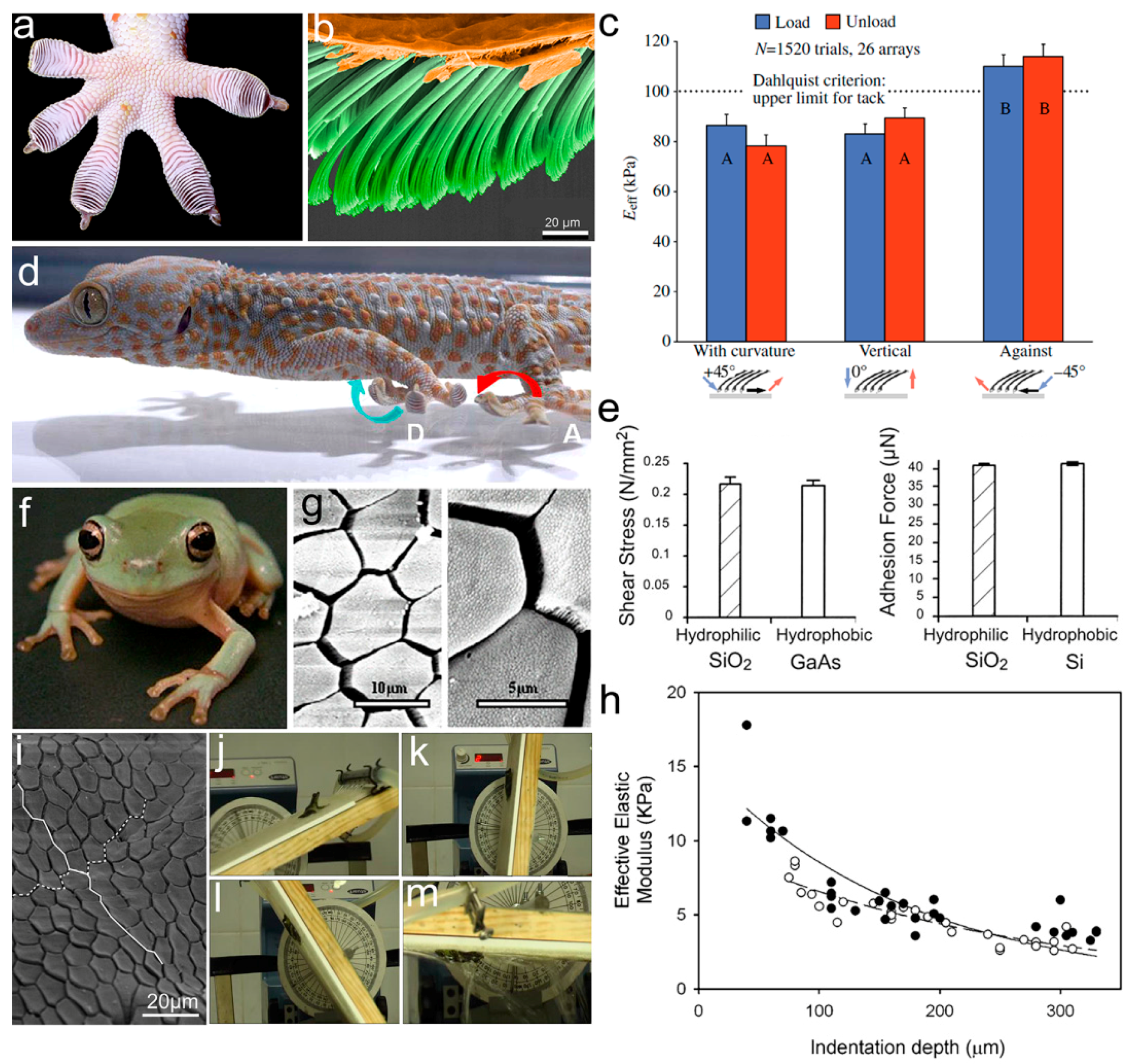 Biomimetics 02 00010 g002