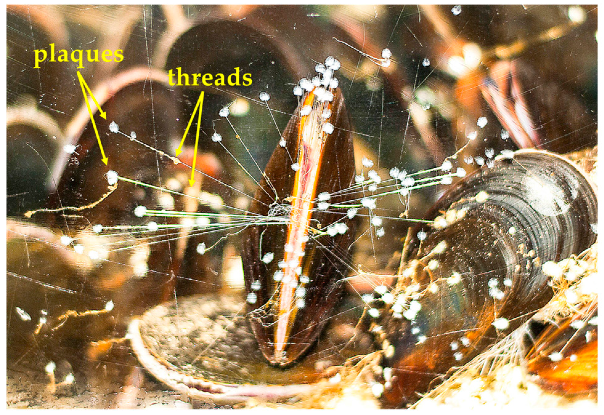 Biomimetics 02 00016 g001