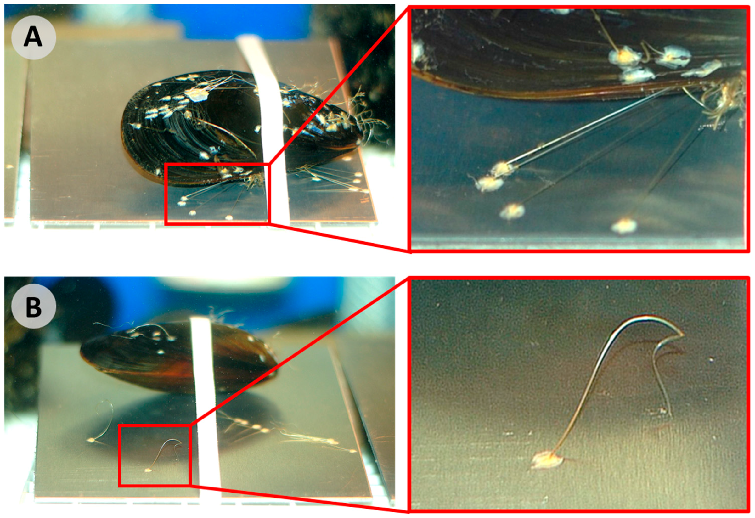 Biomimetics 02 00016 g003