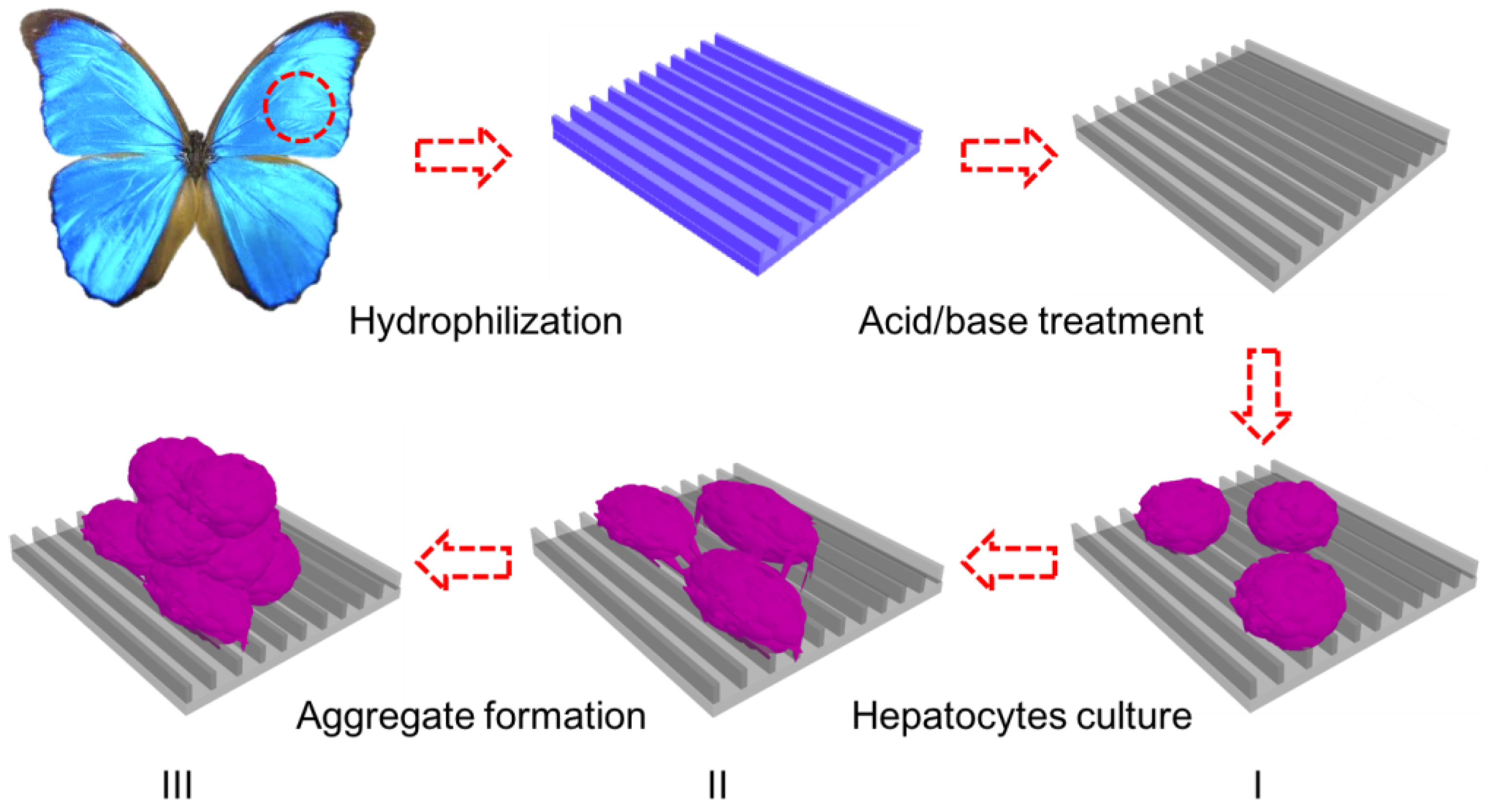 Biomimetics 03 00002 g001