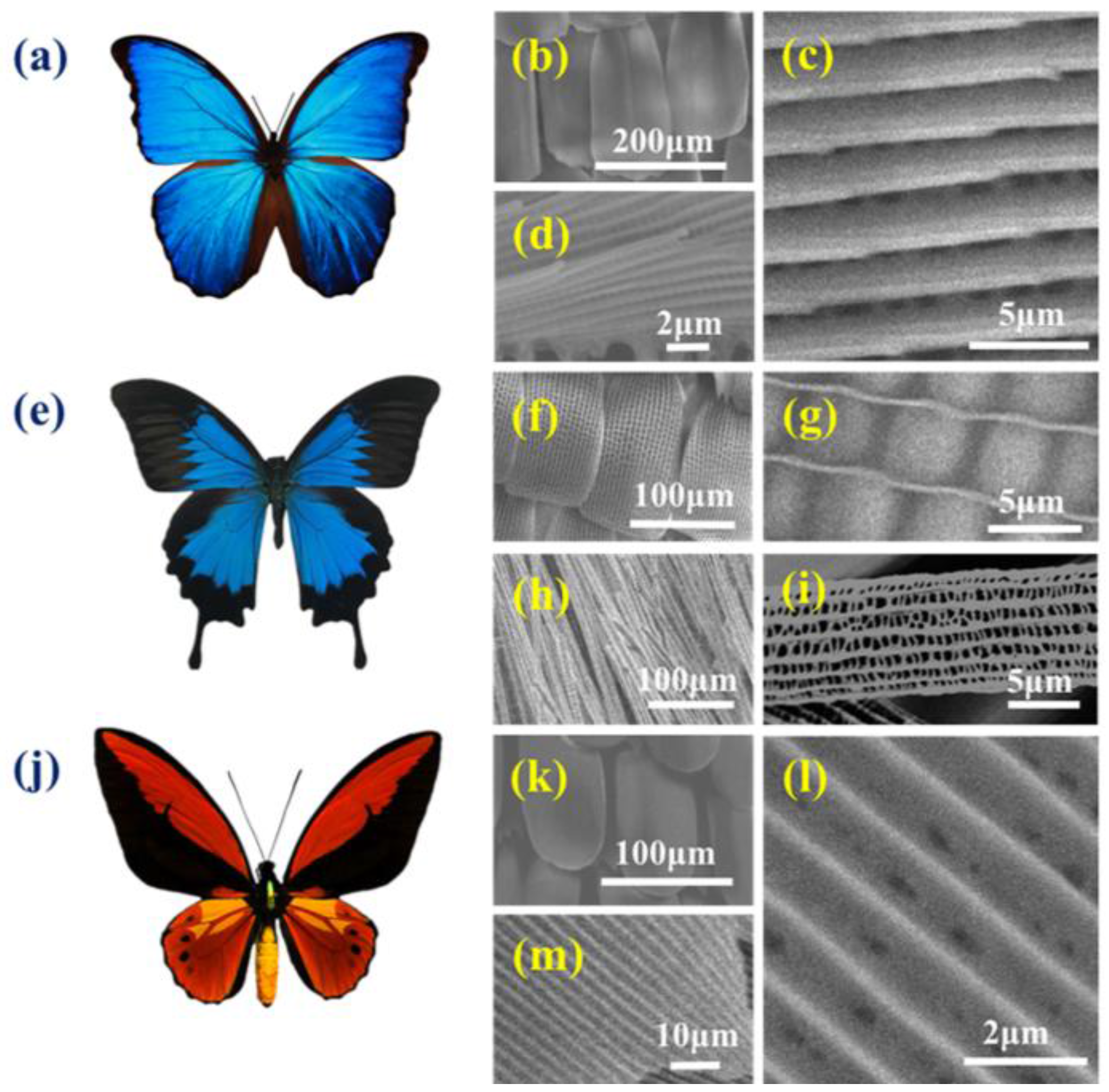 Biomimetics 03 00002 g002