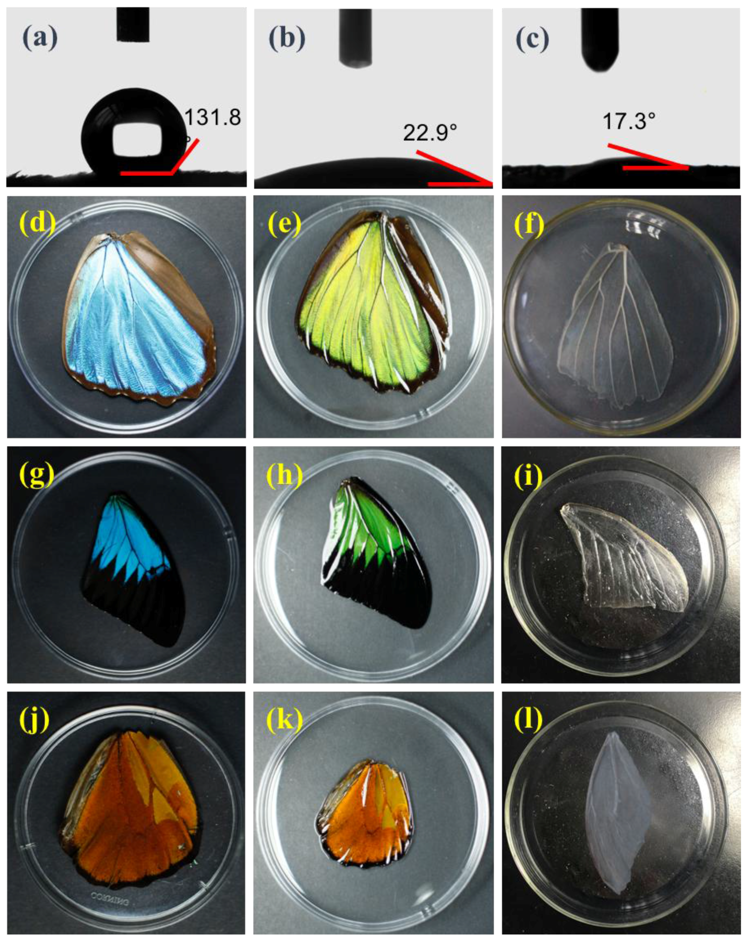 Biomimetics 03 00002 g003