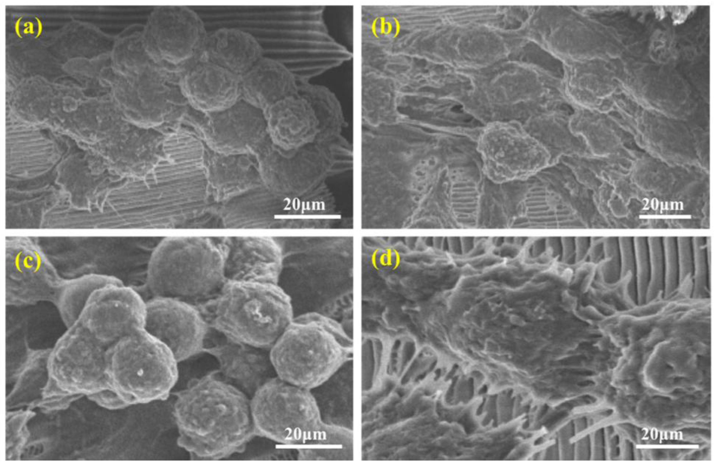 Biomimetics 03 00002 g006