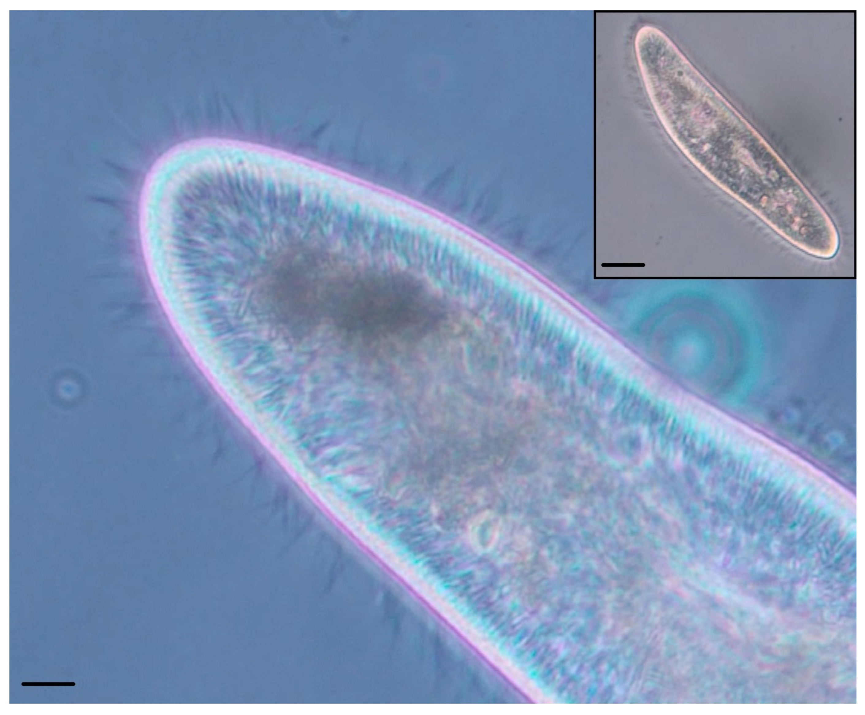 Biomimetics 03 00005 g001