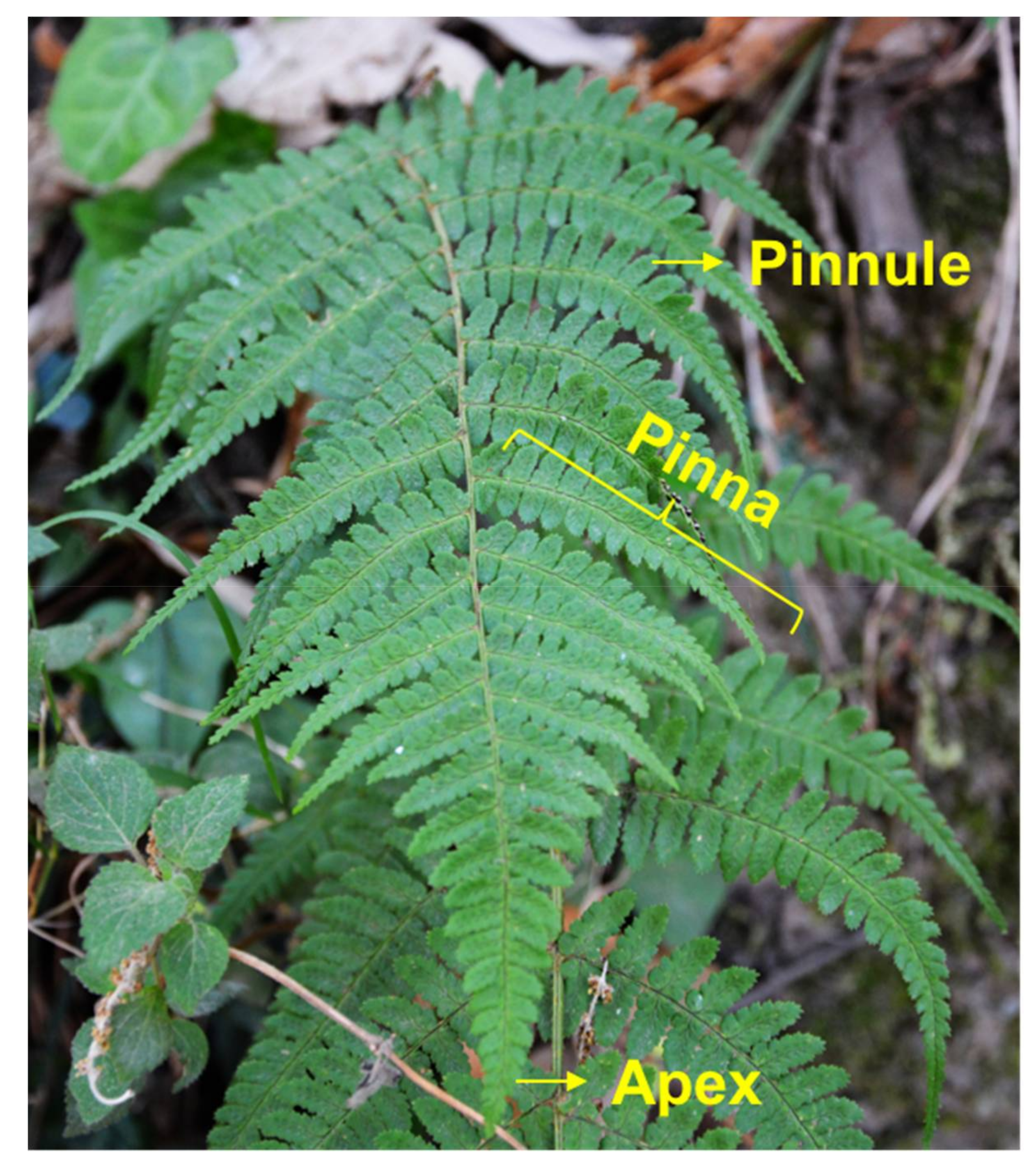 Biomimetics 03 00007 g002