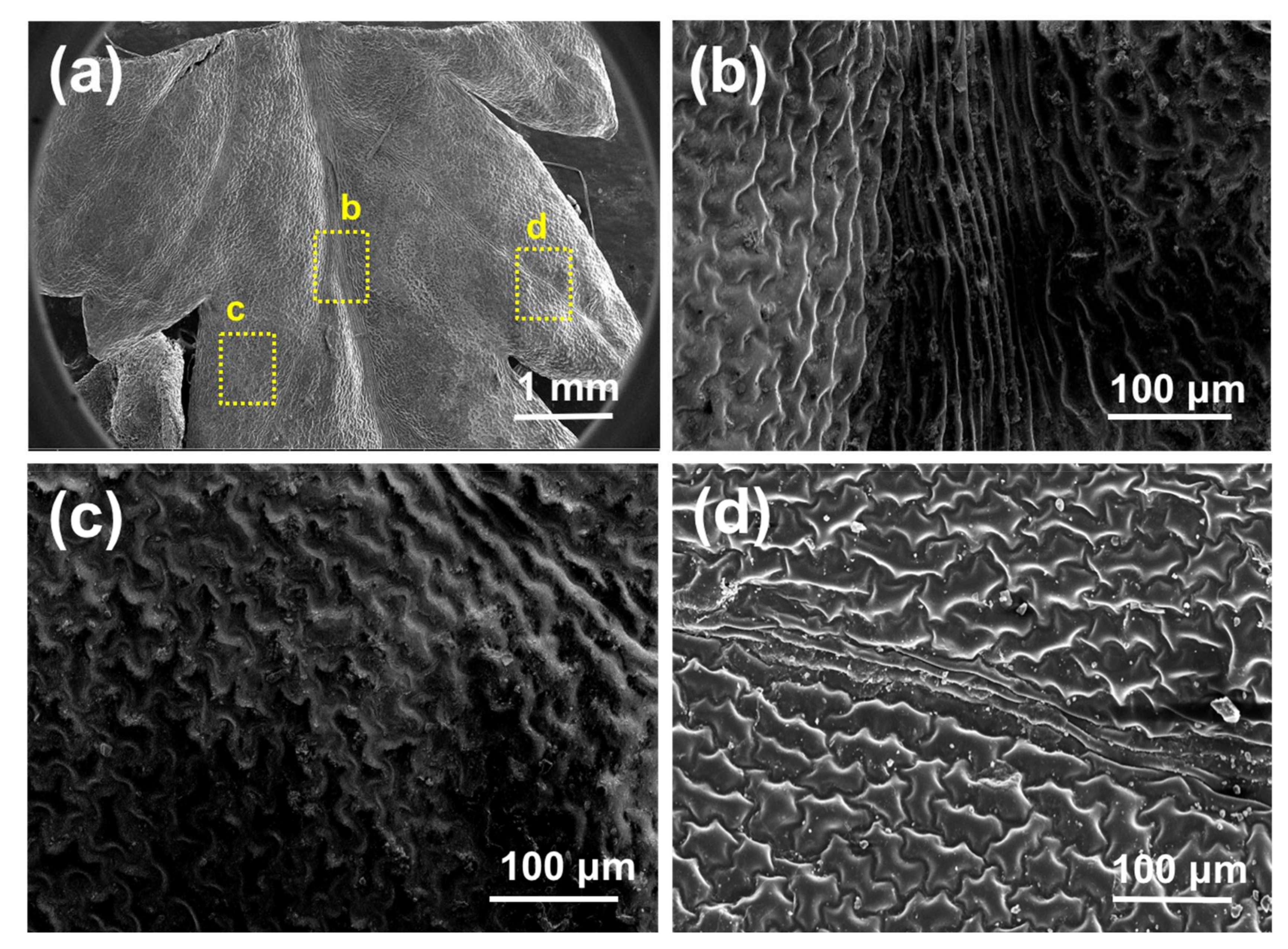 Biomimetics 03 00007 g003