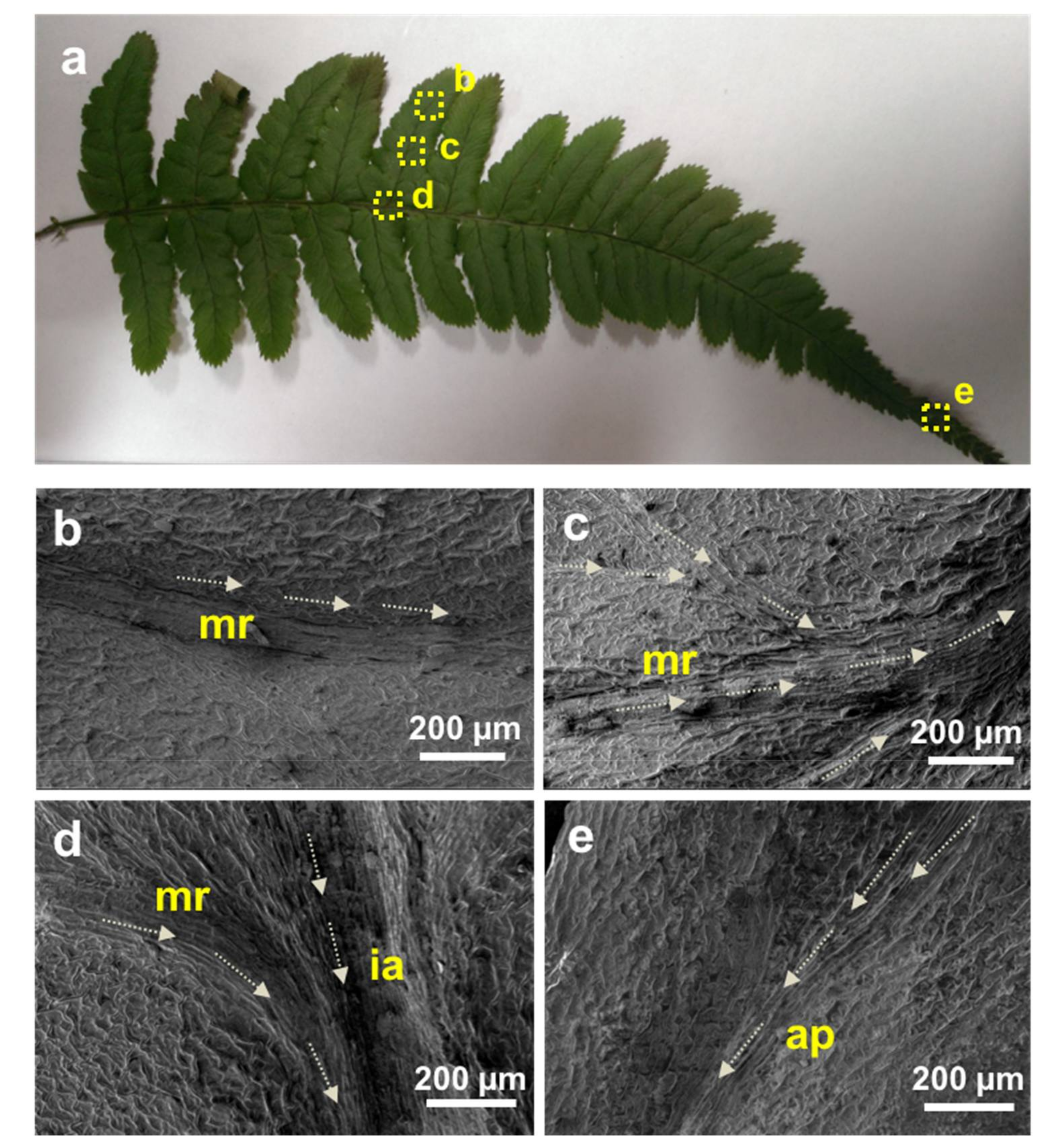 Biomimetics 03 00007 g006