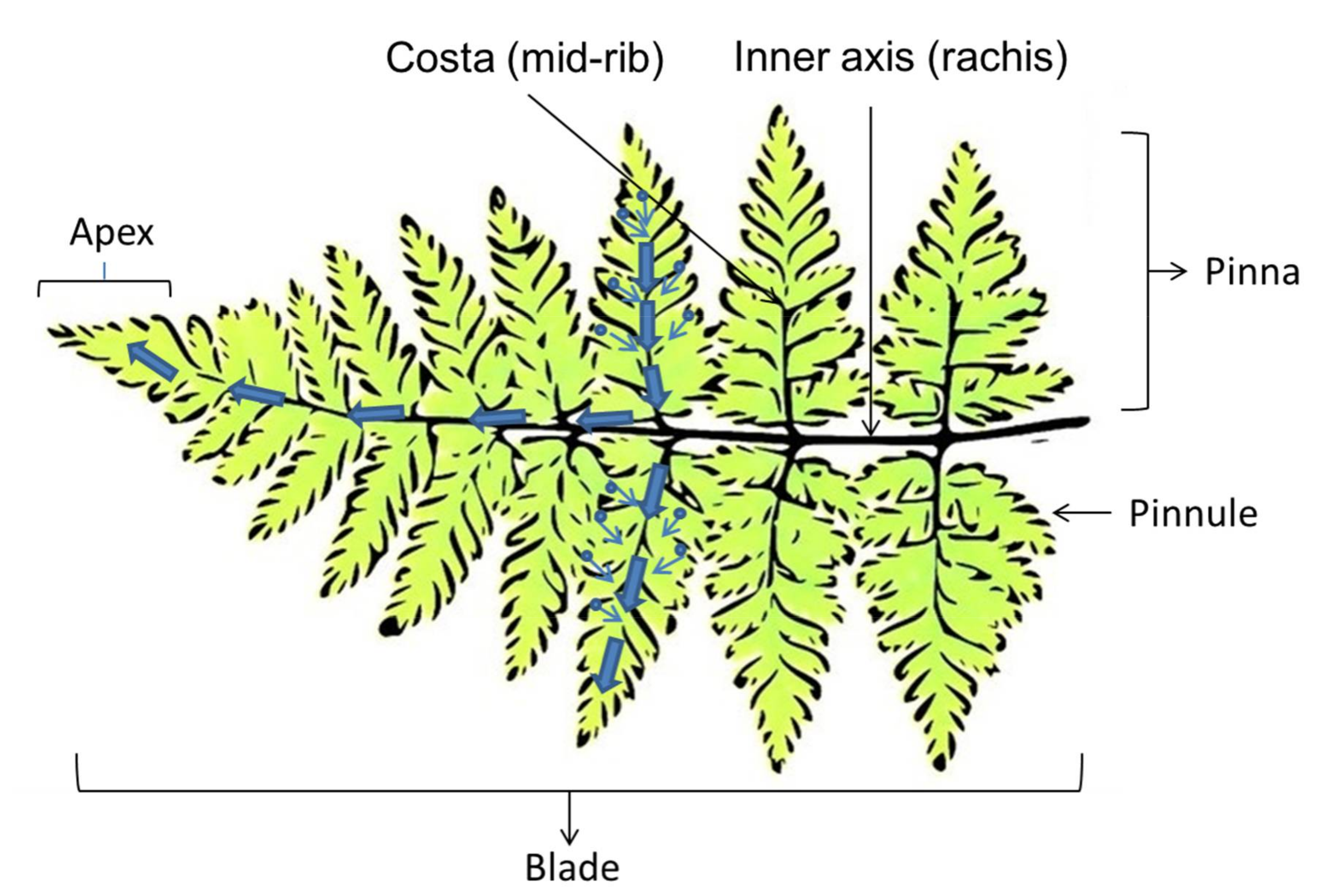 Biomimetics 03 00007 g009