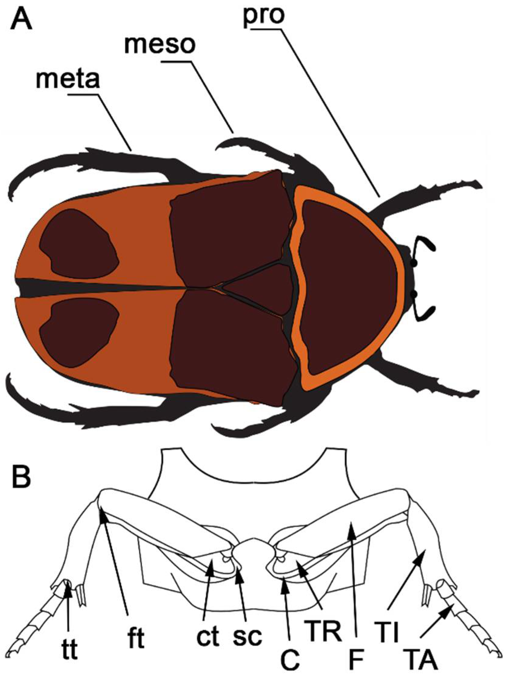 Biomimetics 03 00012 g001