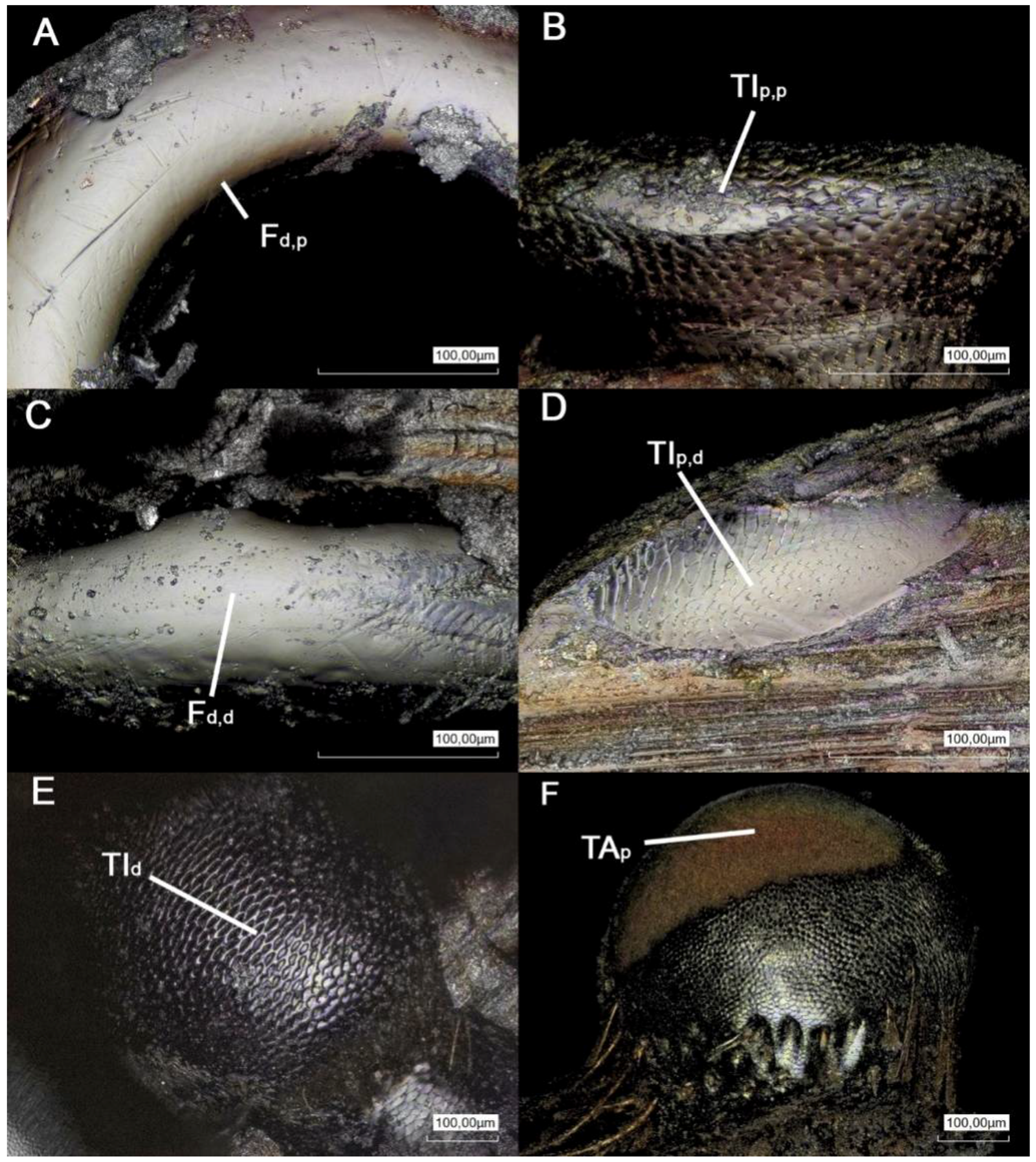Biomimetics 03 00012 g002