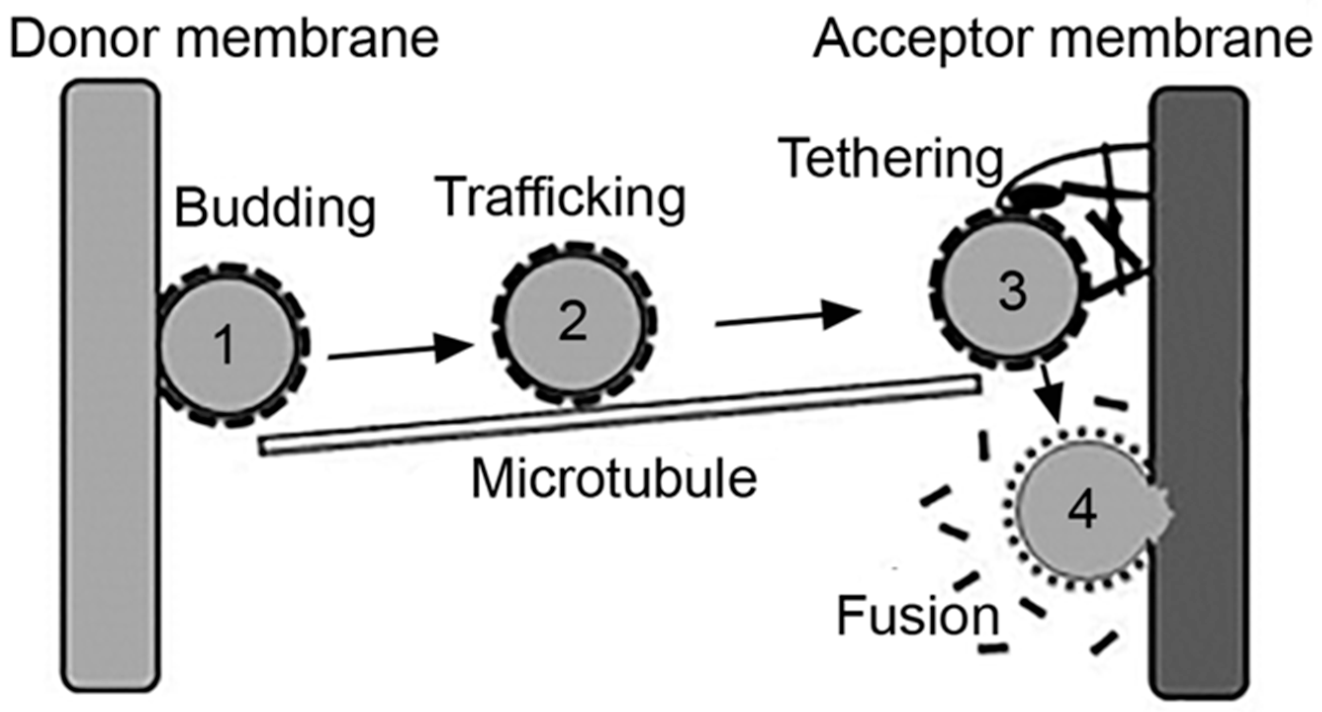 Biomimetics 03 00019 g002