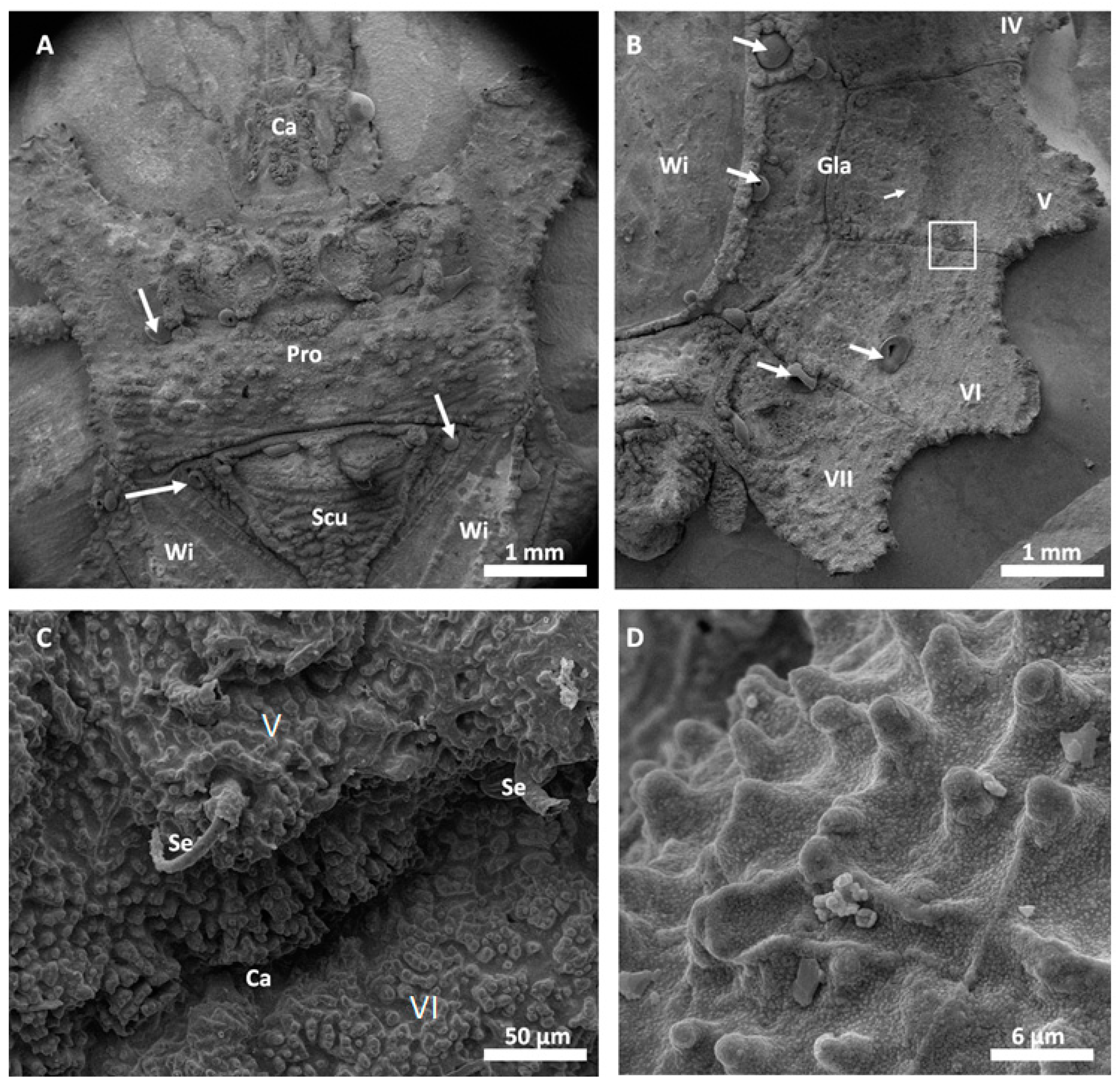 Biomimetics 03 00031 g005
