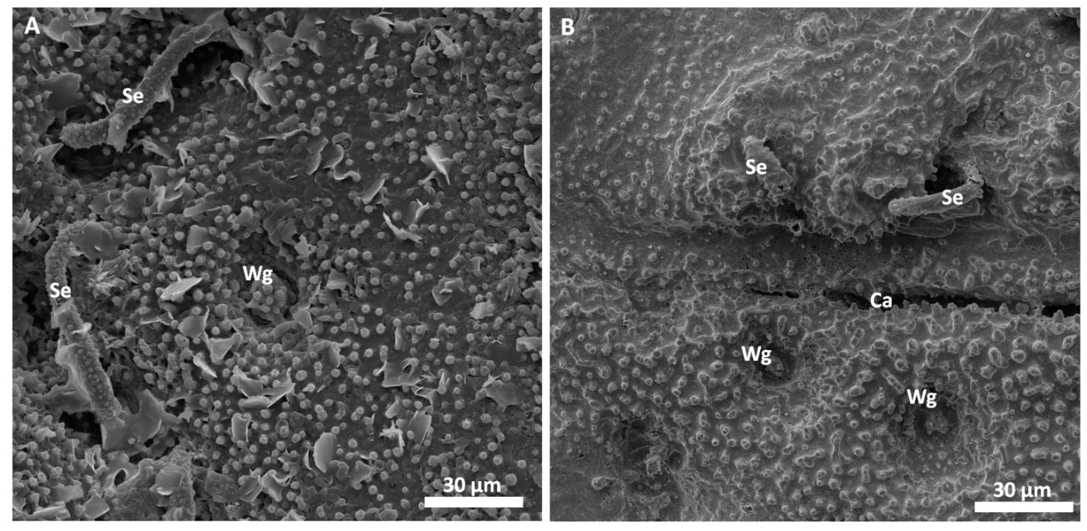 Biomimetics 03 00031 g006