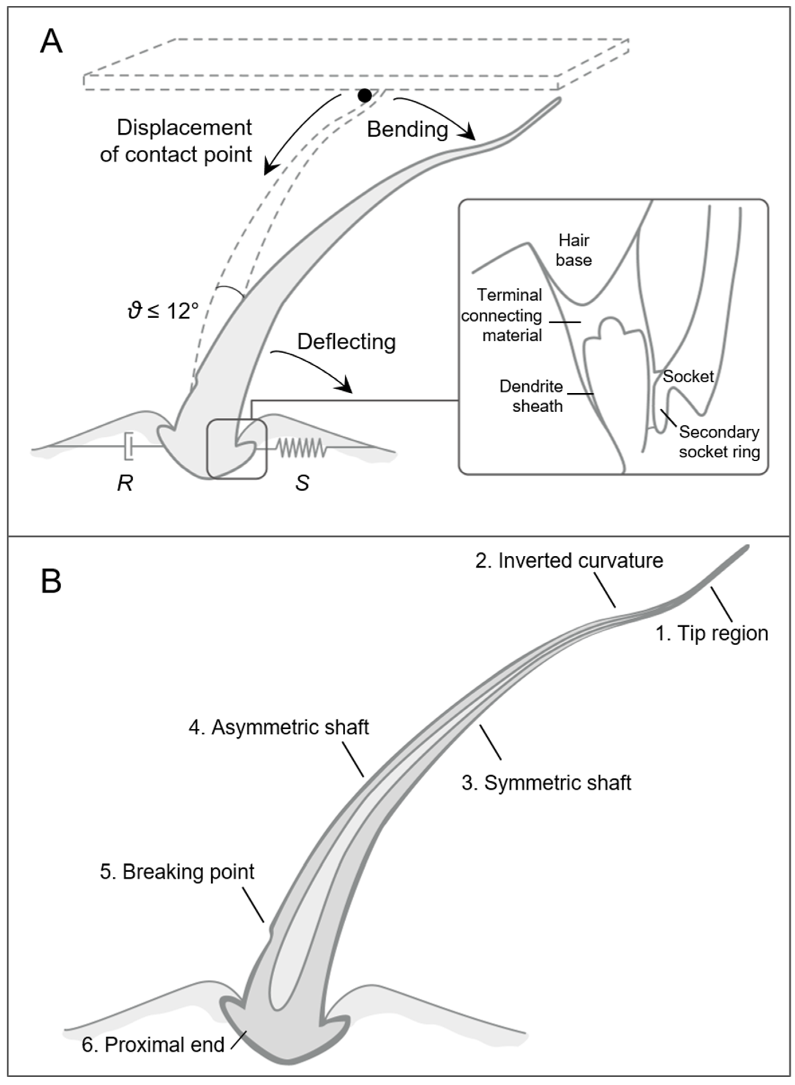 Biomimetics 03 00032 g004