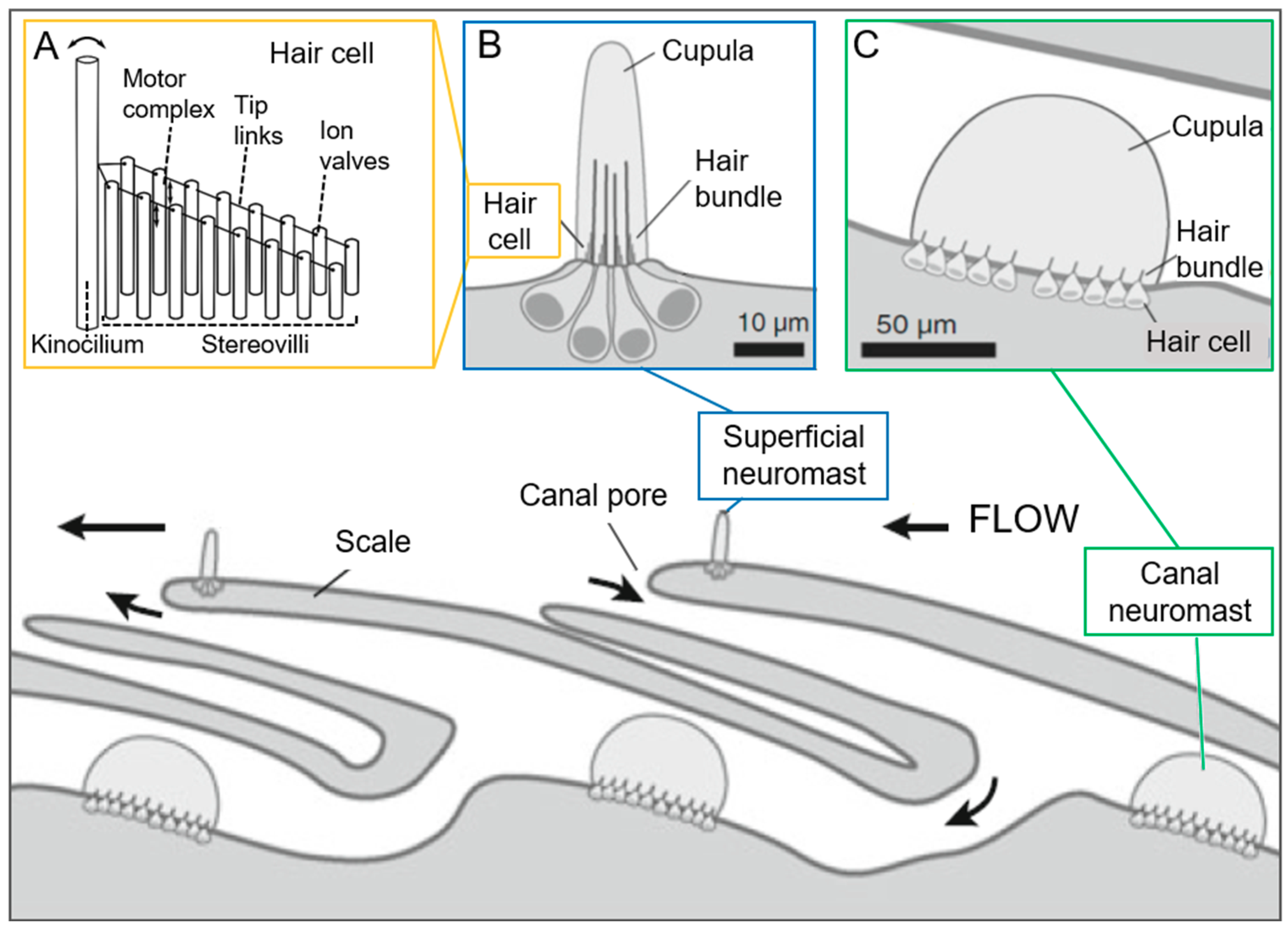 Biomimetics 03 00032 g006