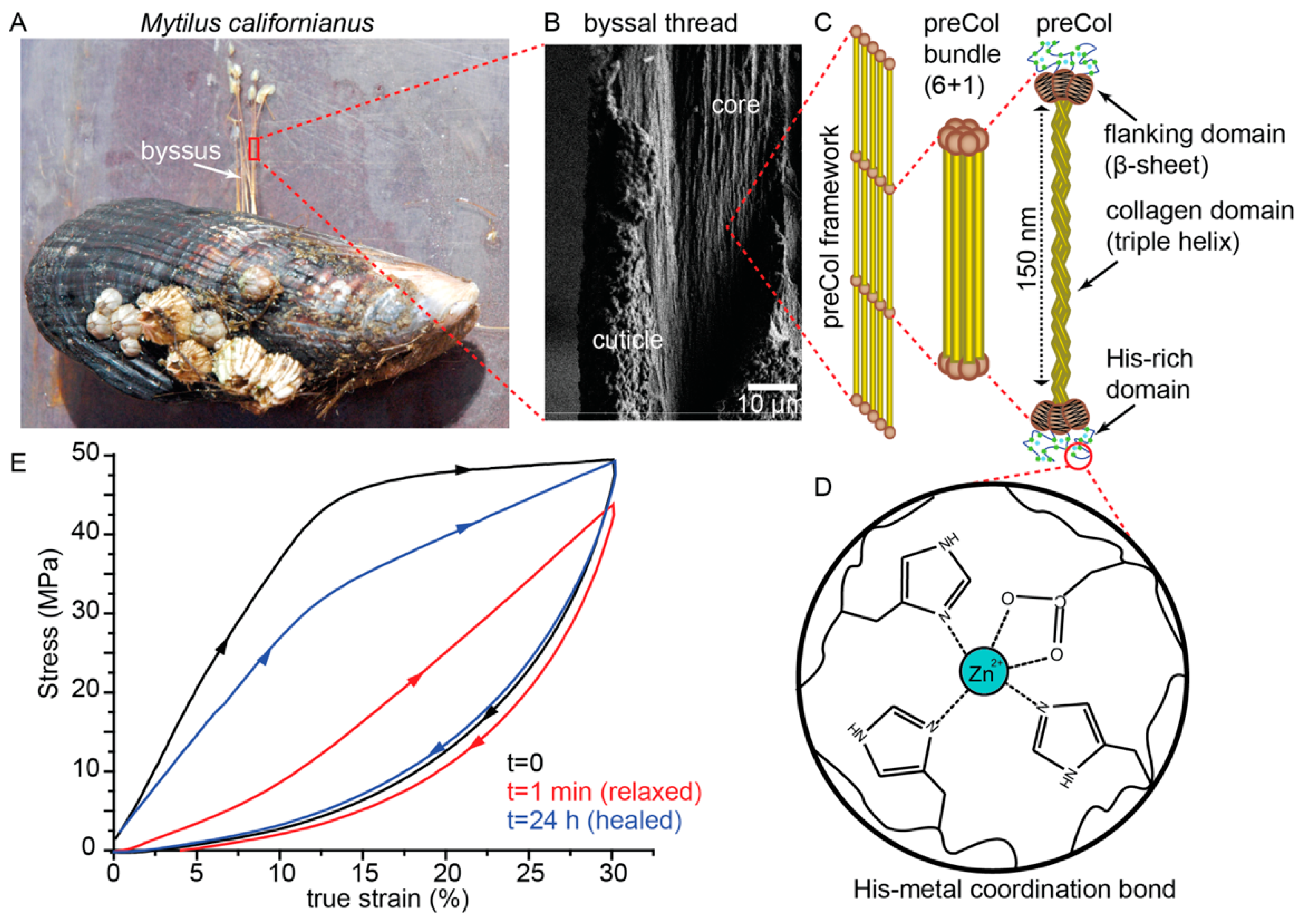 Biomimetics 04 00020 g002
