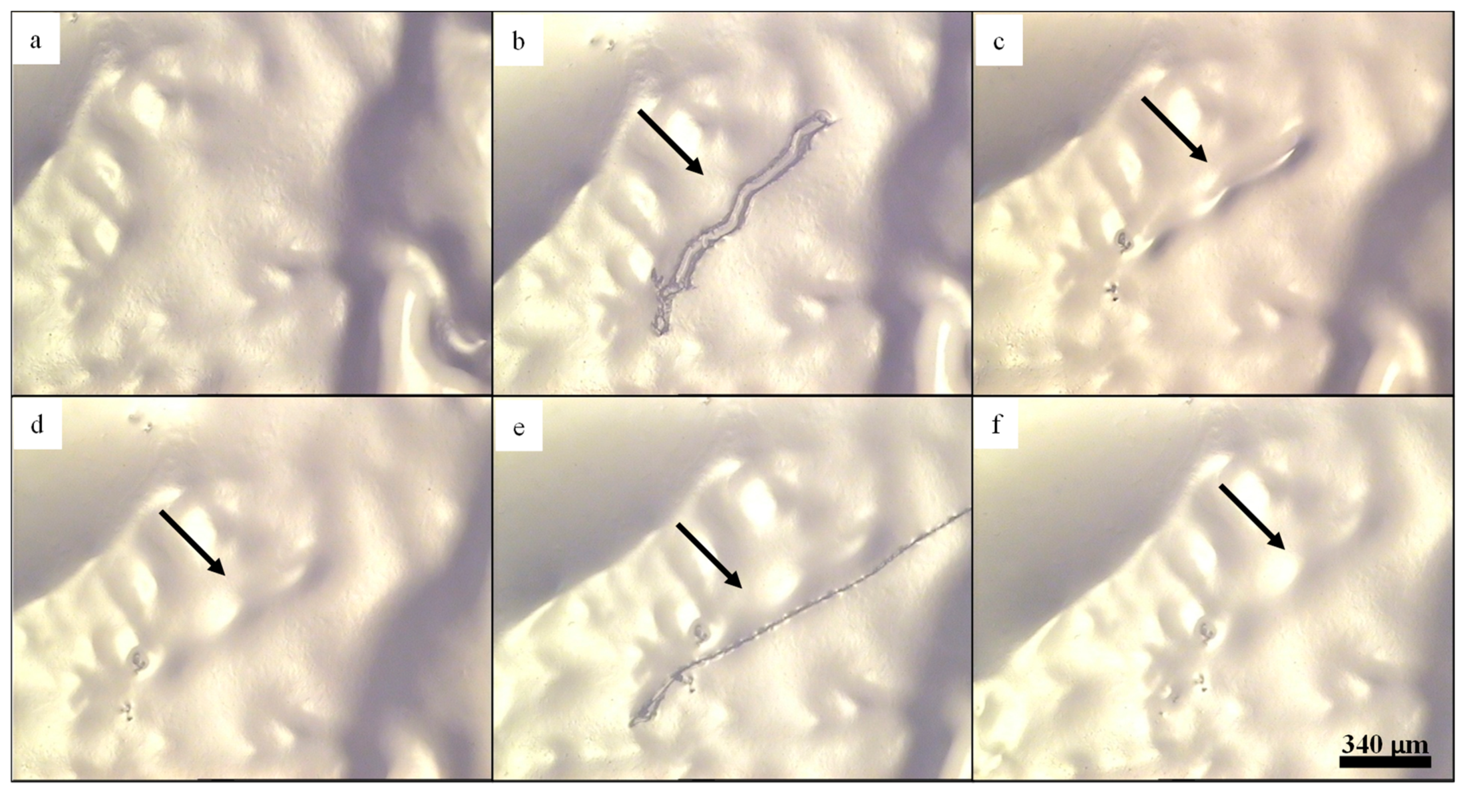 Biomimetics 04 00020 g005