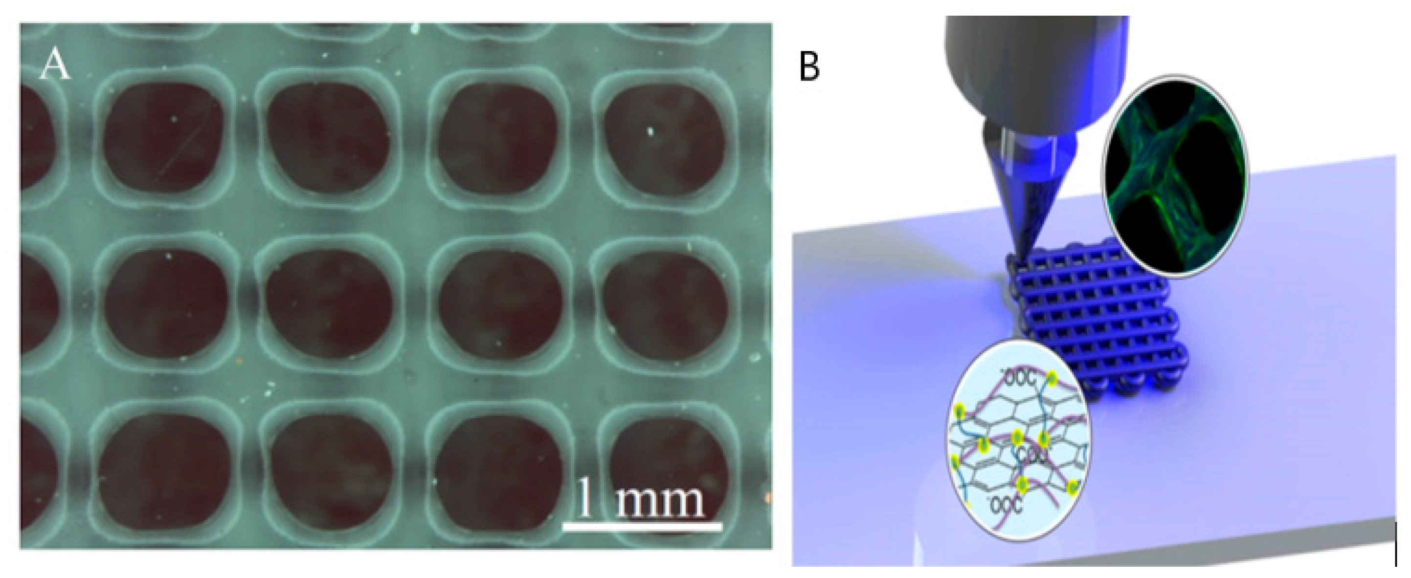 Biomimetics 04 00031 g005