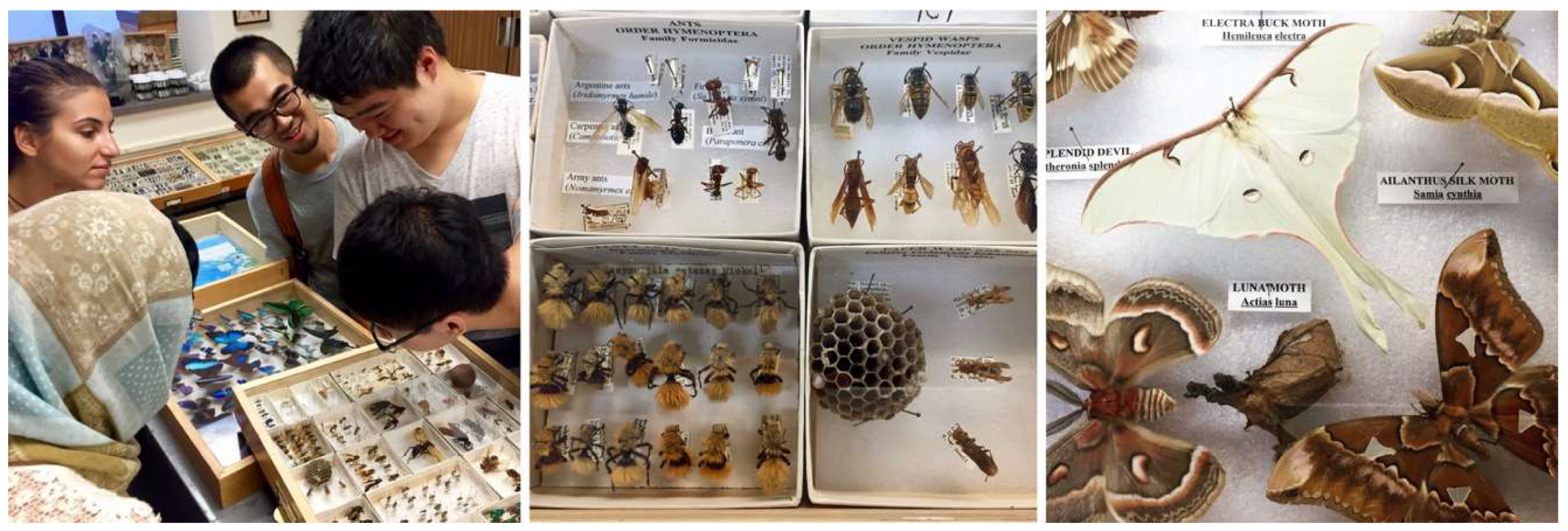 Biomimetics 04 00034 g001