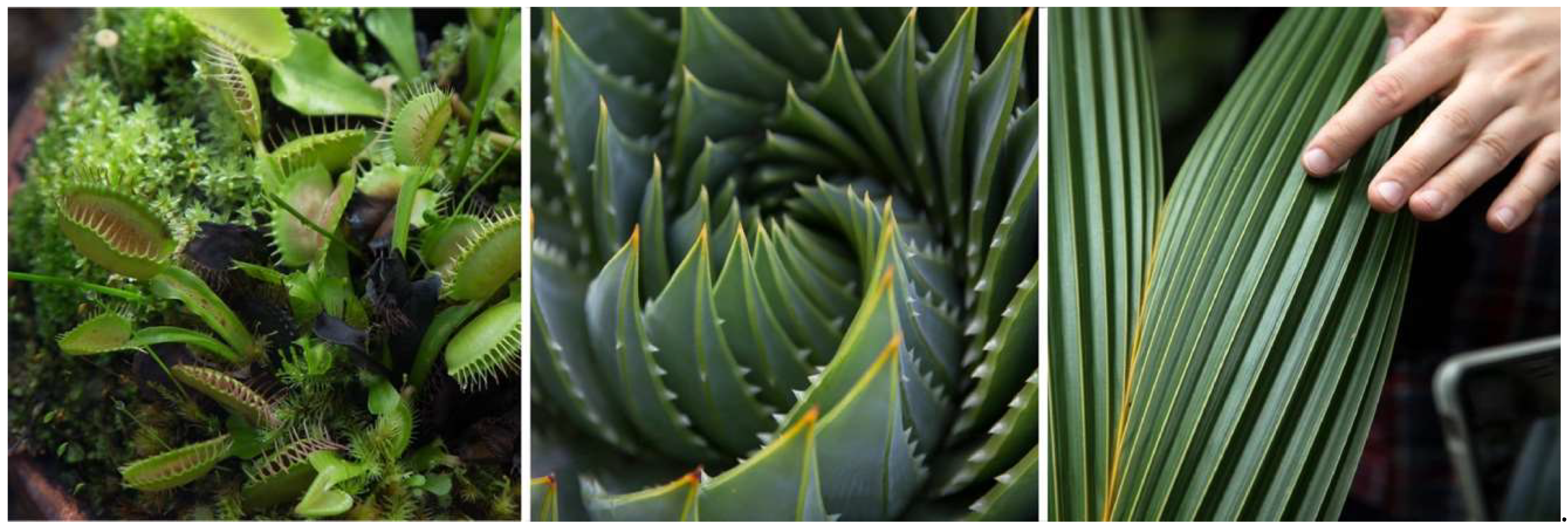 Biomimetics 04 00034 g003