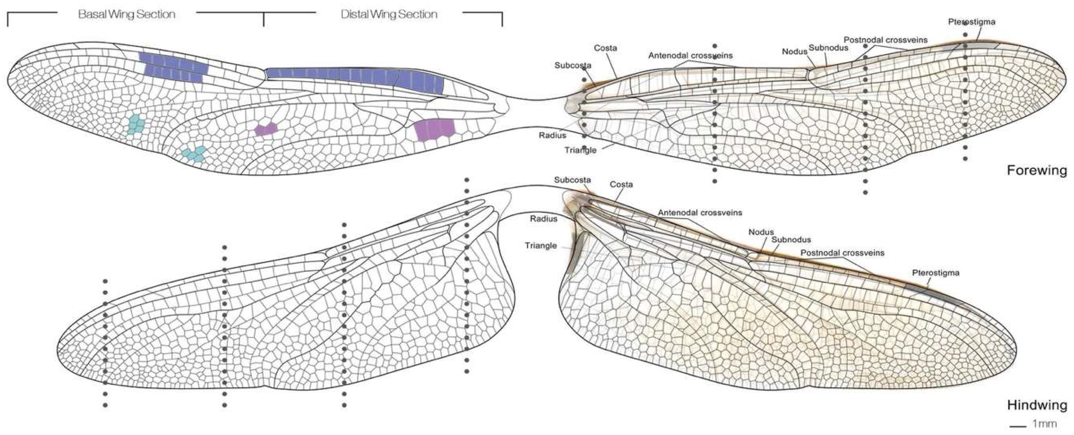 Biomimetics 04 00034 g005